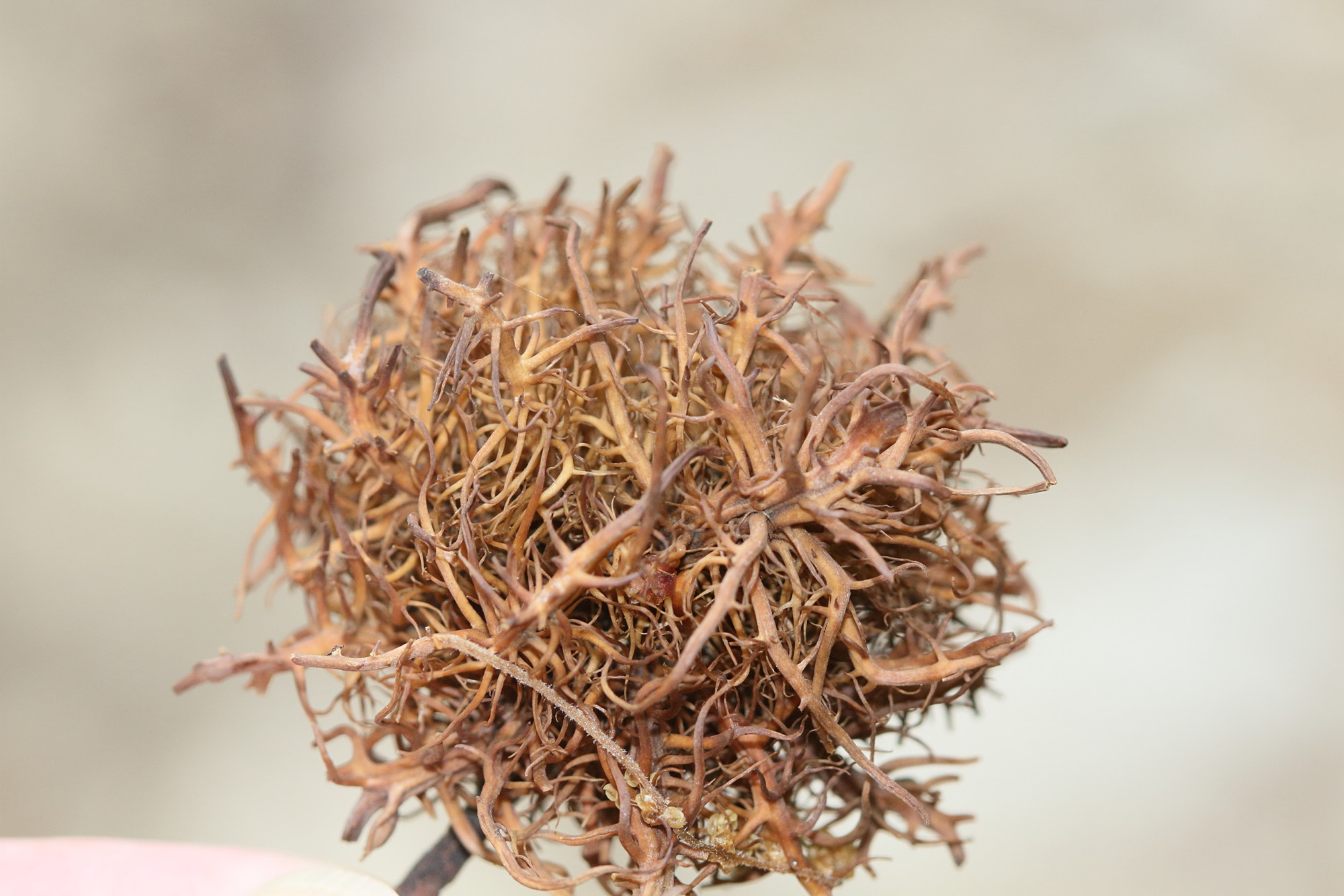 andricus_caputmedusae_galle2md