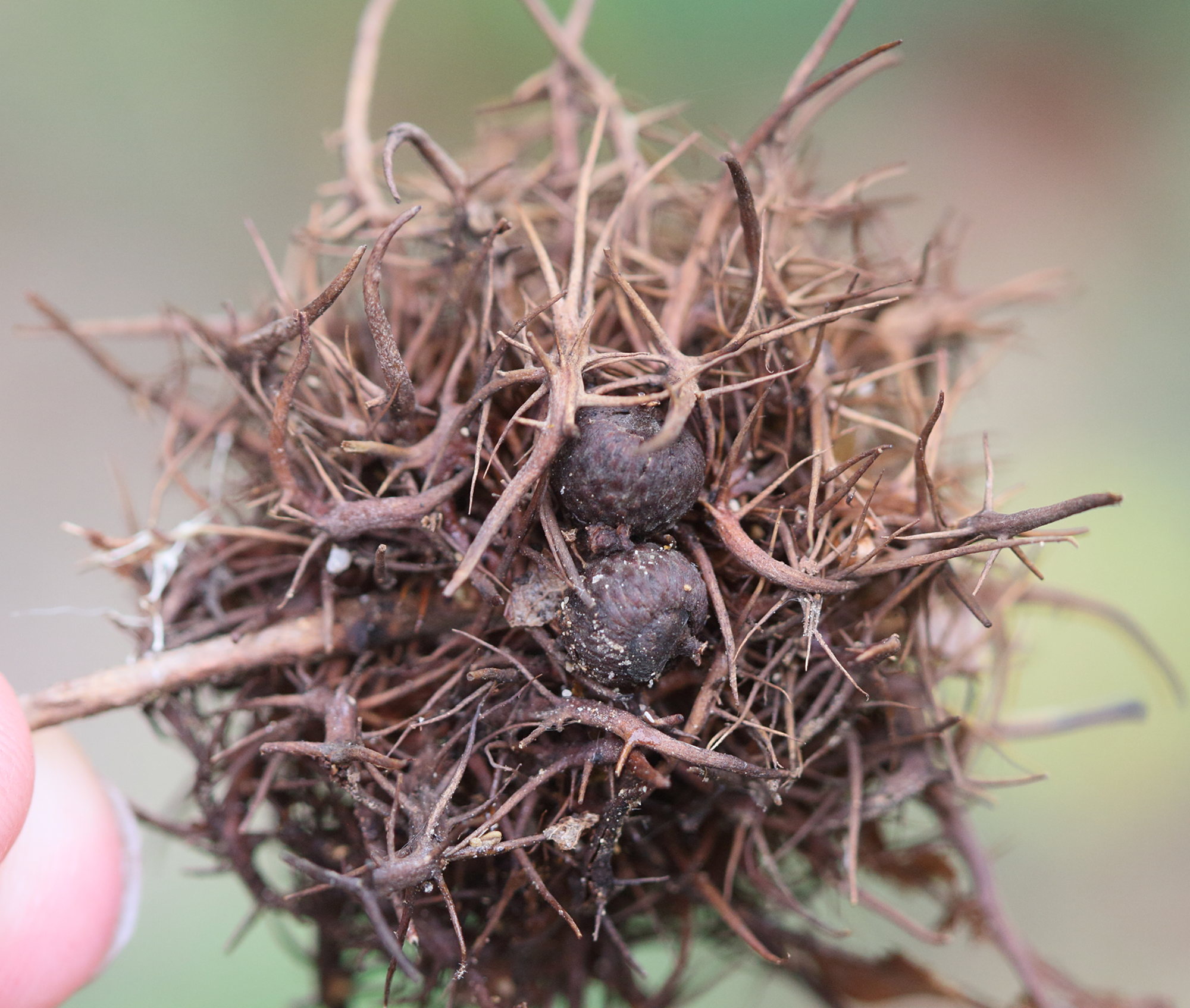 andricus_caputmedusae_galle3md