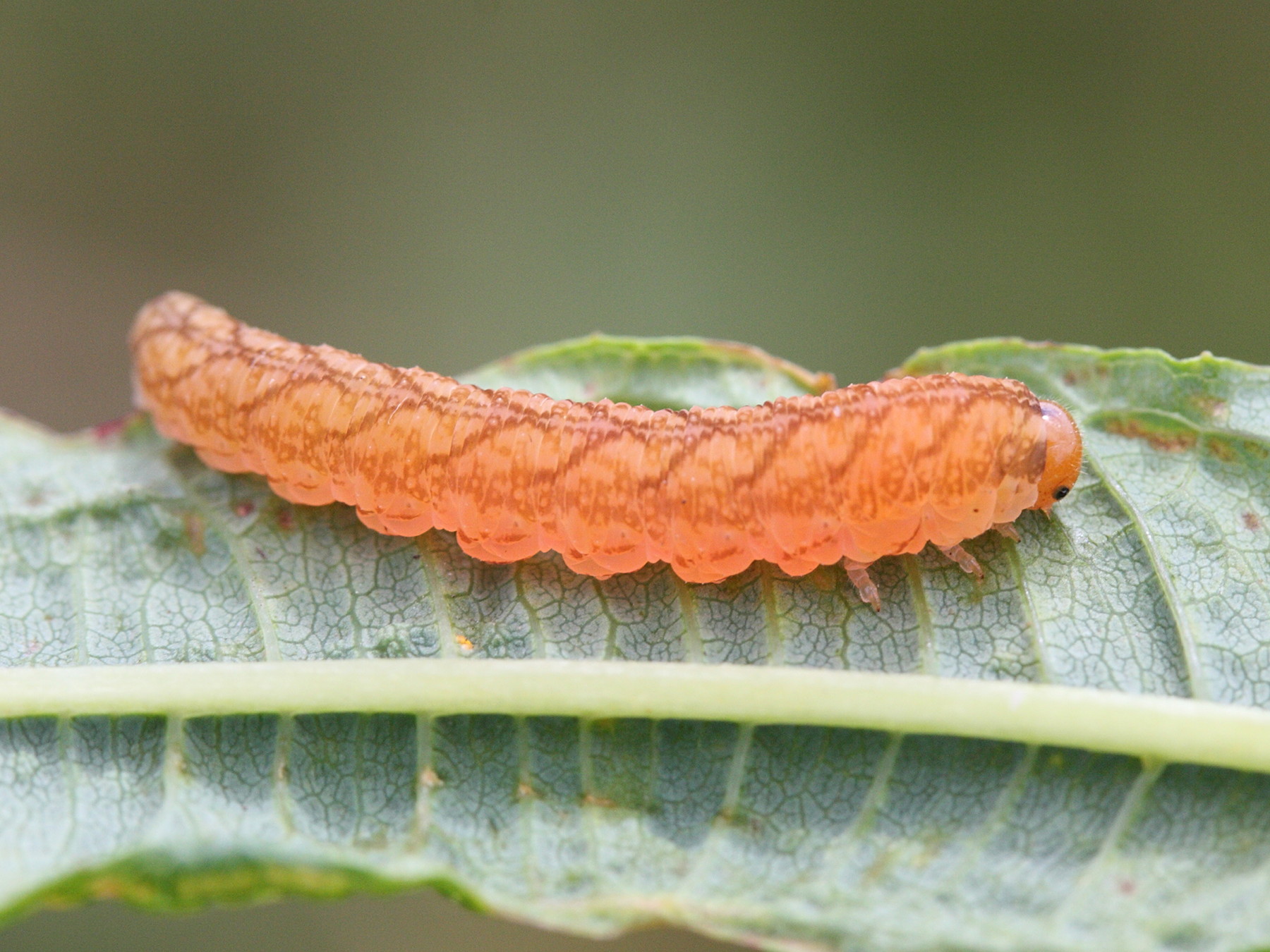 tenthredo_colon_larv1md