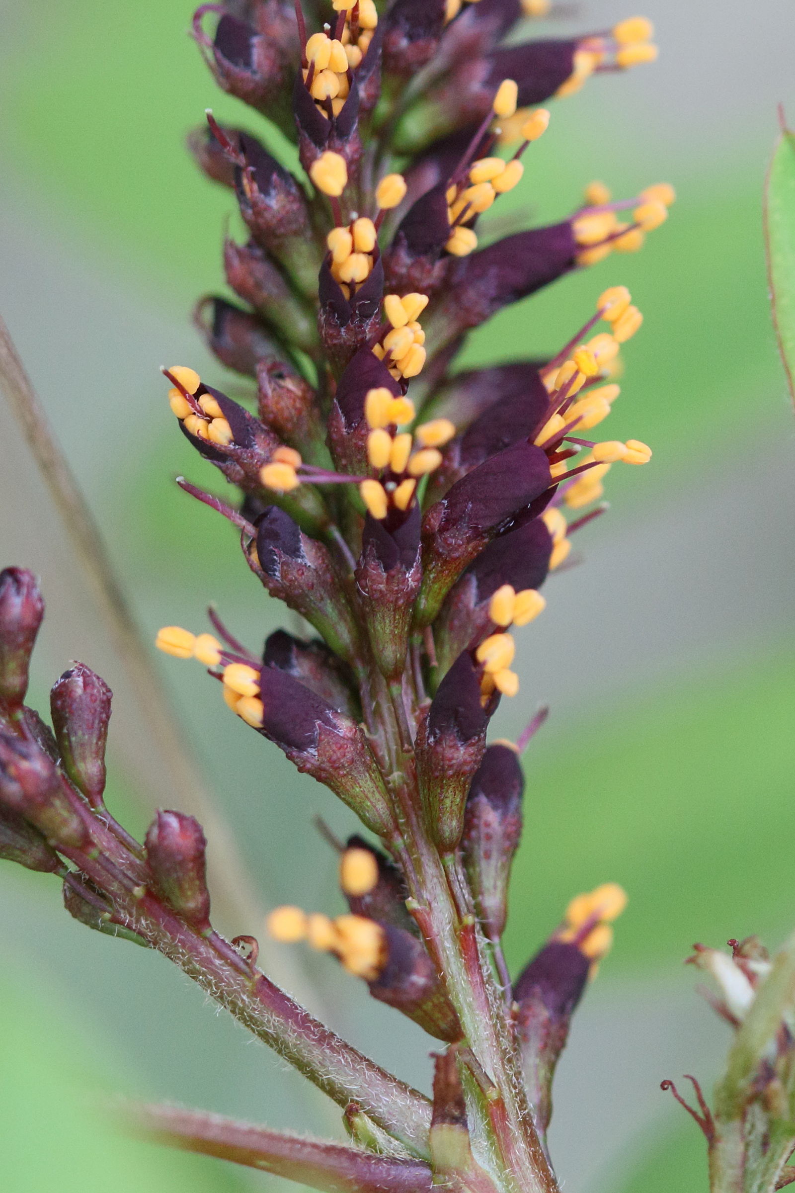 Afficher le média amorpha_fruticoa6md amorpha_fruticoa6md