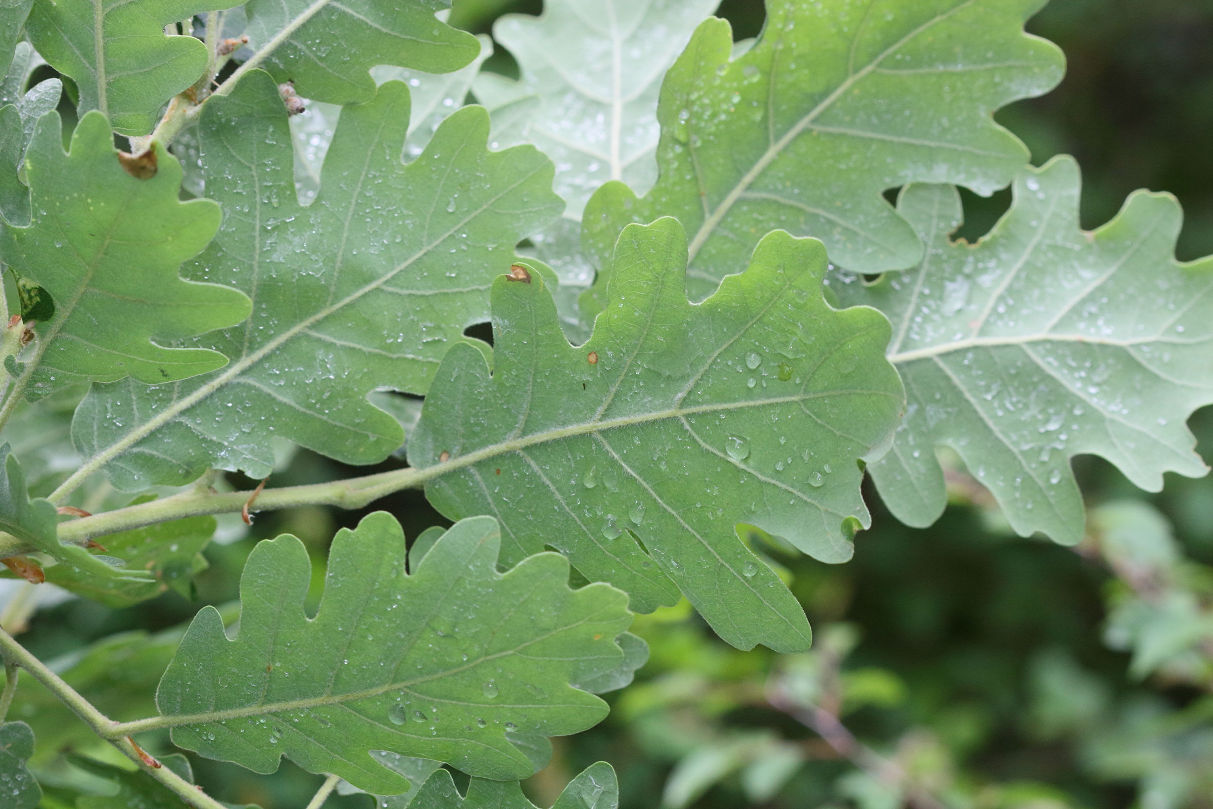 quercus_pedunculiflora2md