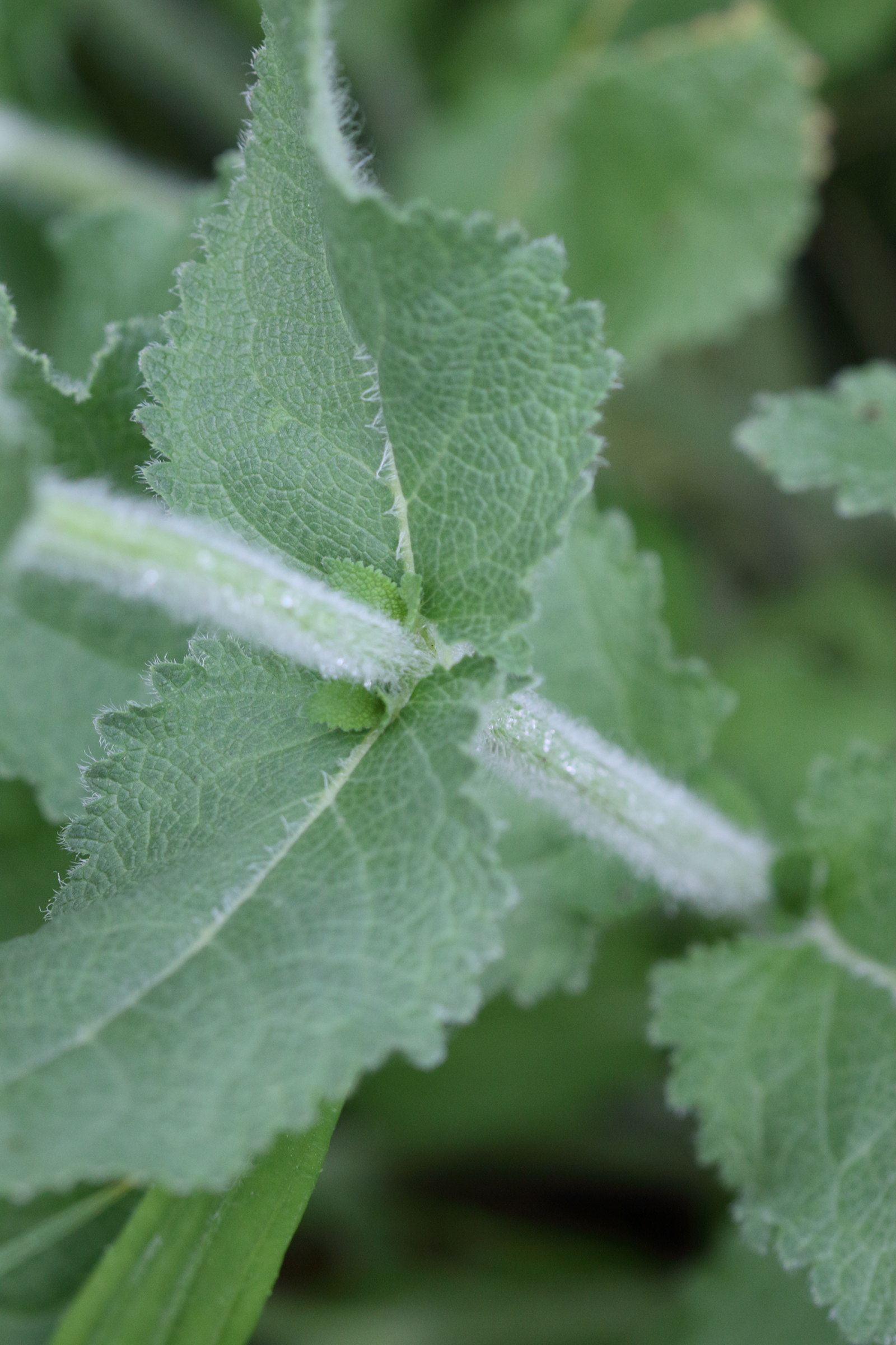 salvia_amplexicaulis4md