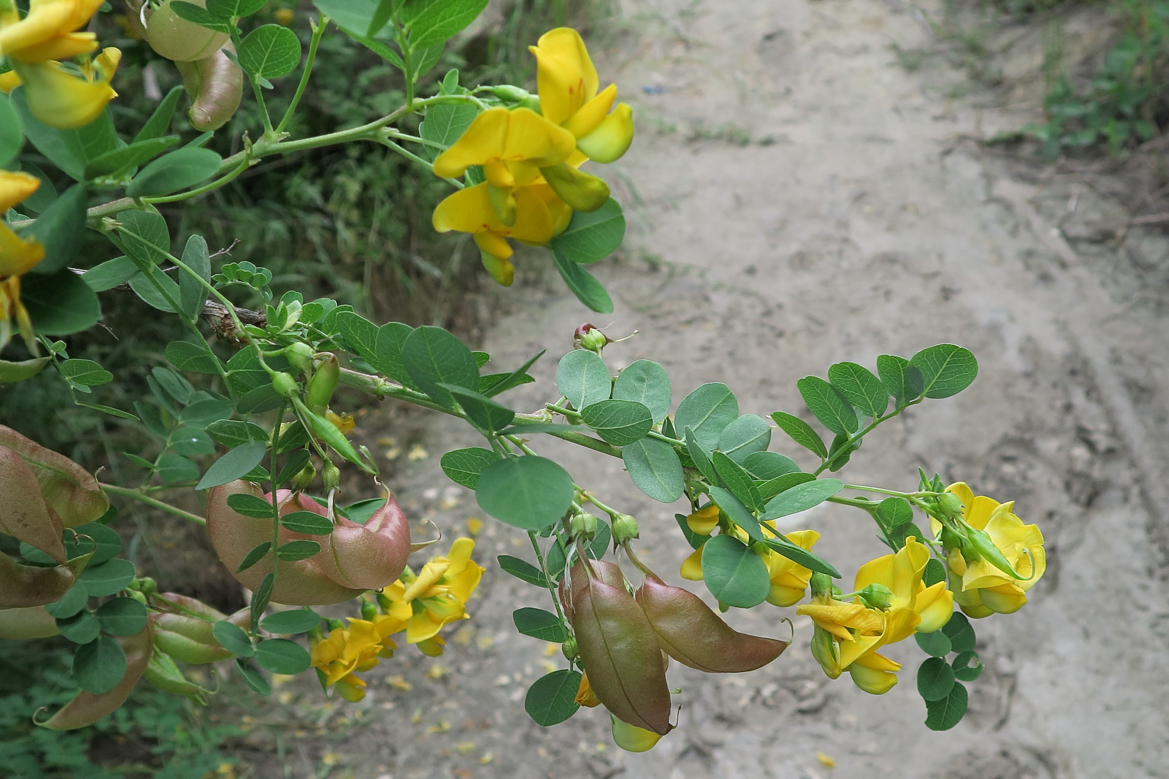 colutea_arborescens7md