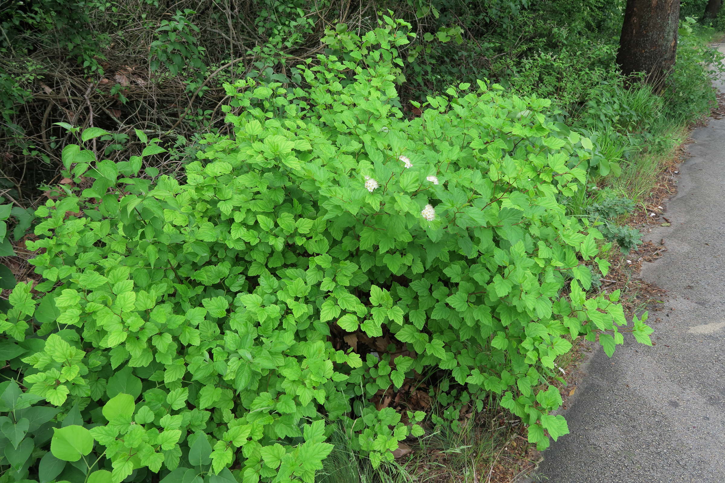 Afficher le média physocarpus_opulifolius1md physocarpus_opulifolius1md