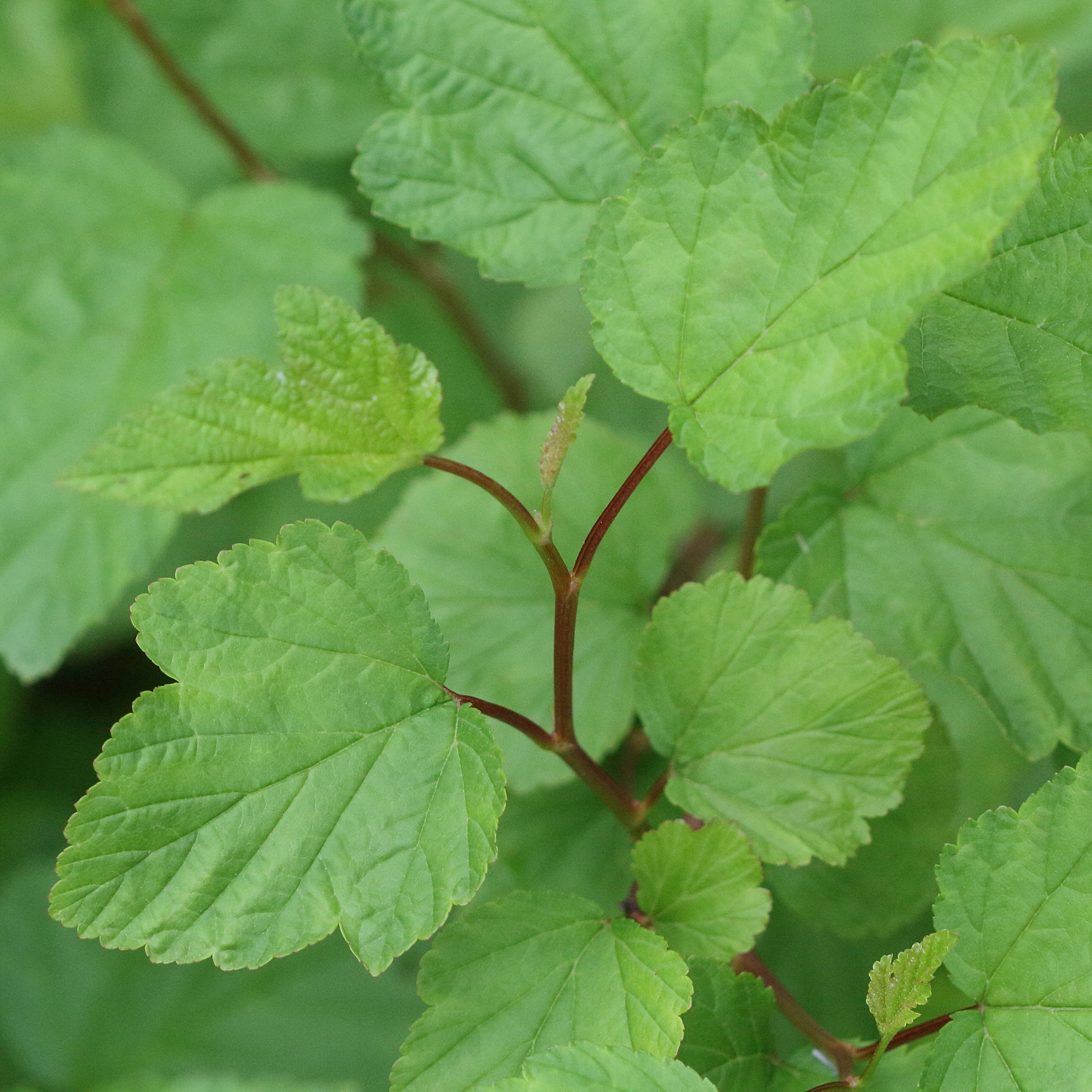 Afficher le média physocarpus_opulifolius2md physocarpus_opulifolius2md