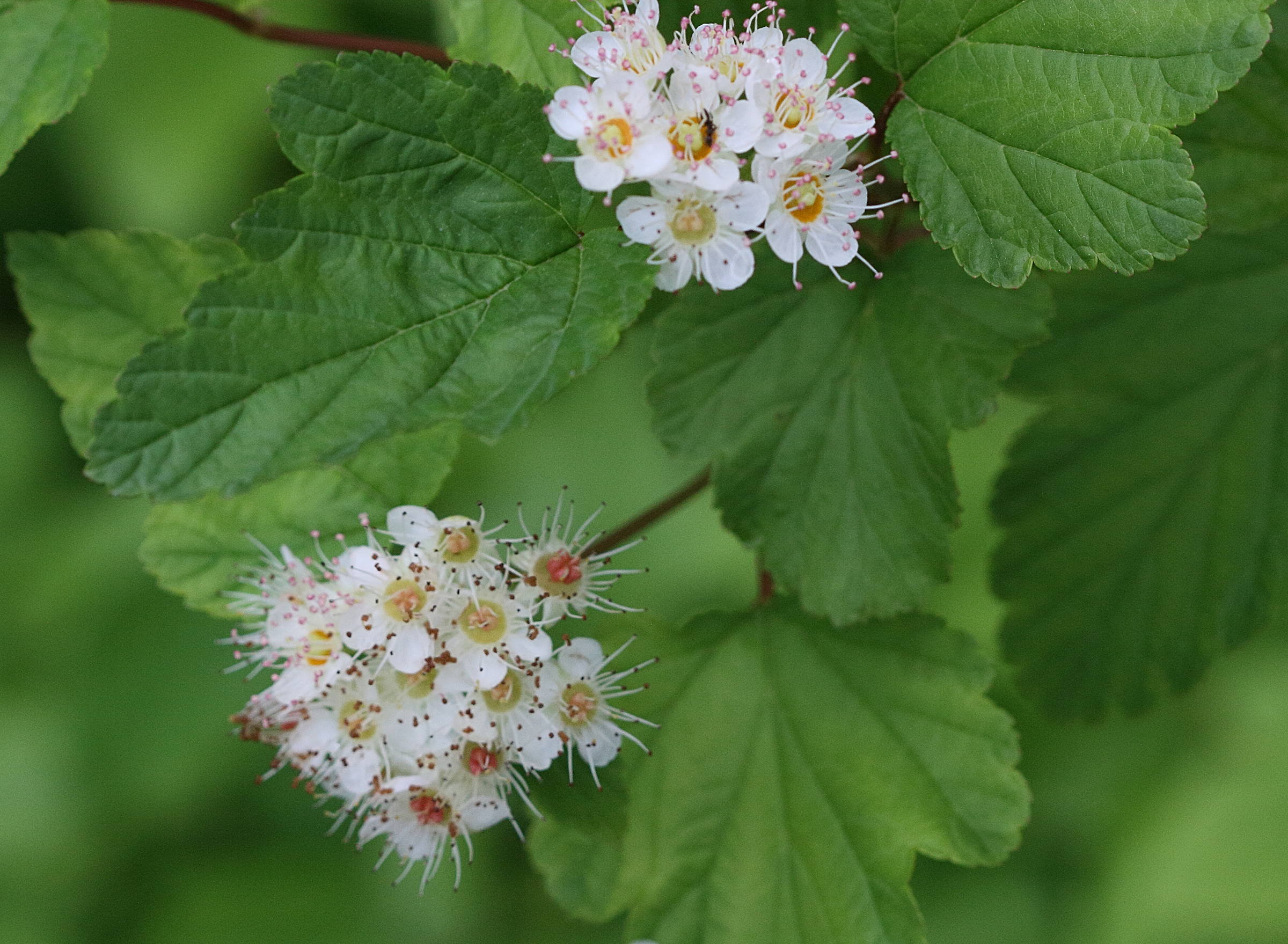 Afficher le média physocarpus_opulifolius3md physocarpus_opulifolius3md