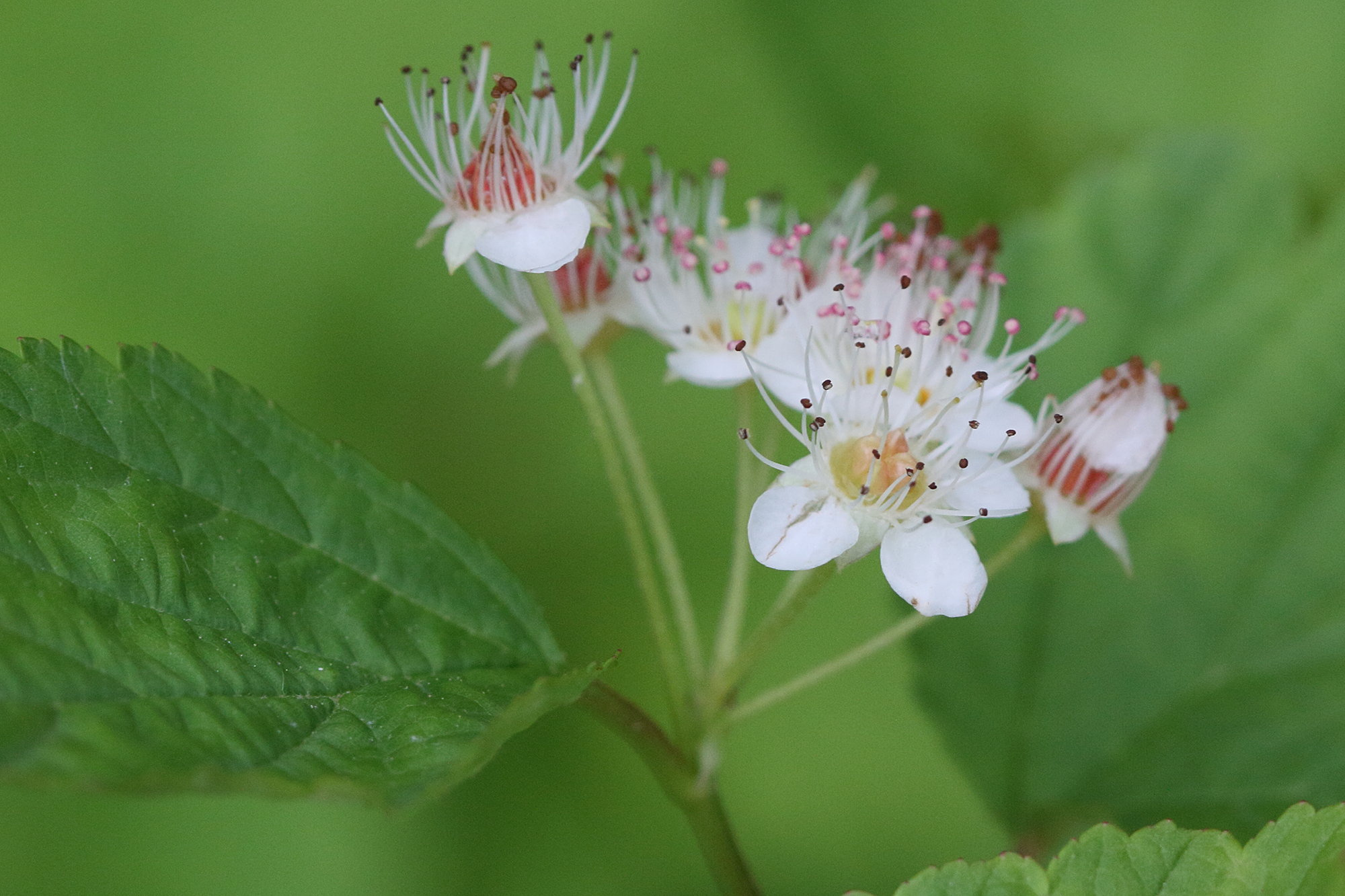 Afficher le média physocarpus_opulifolius4md physocarpus_opulifolius4md
