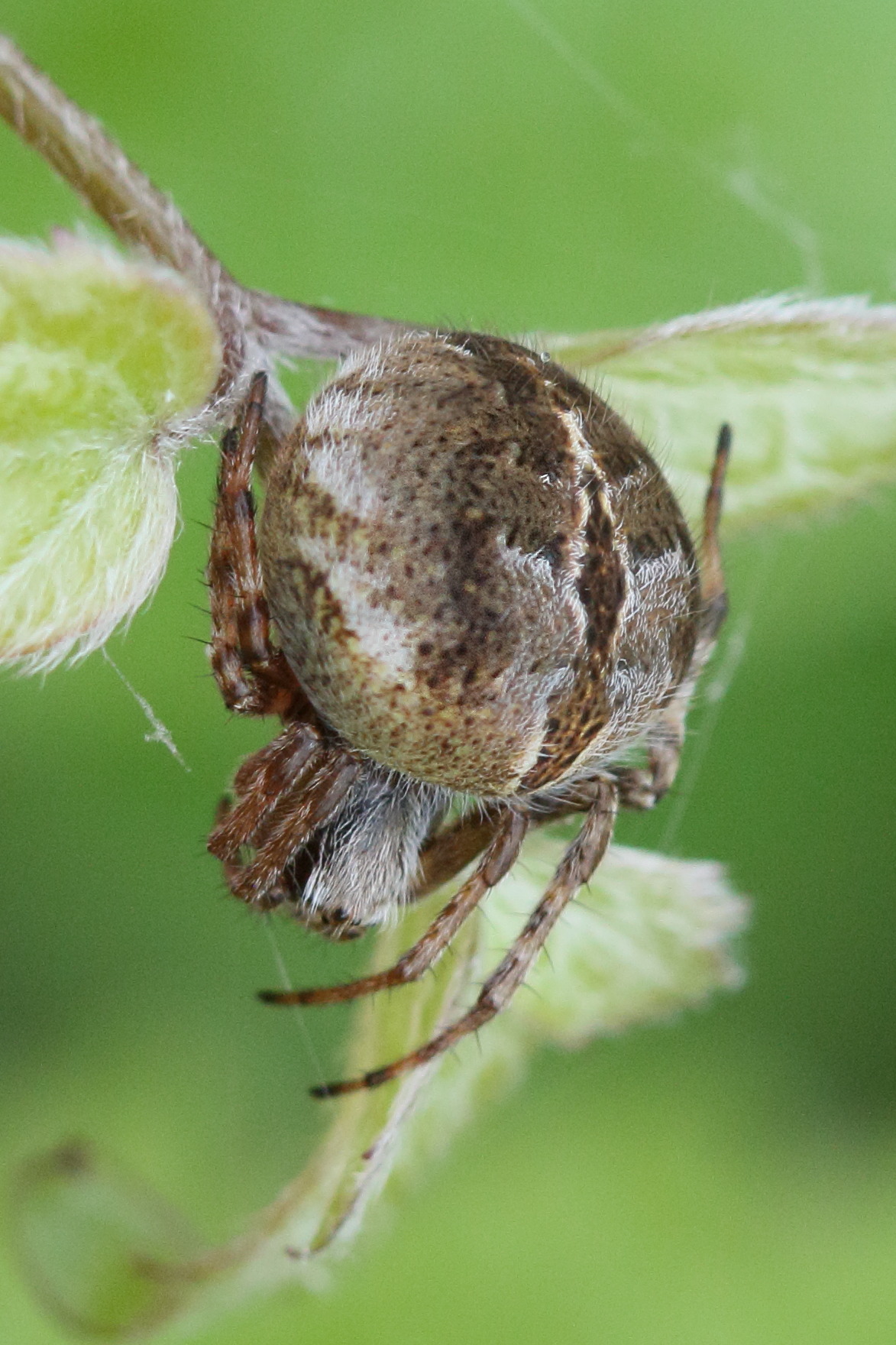 Afficher le média agalenatea_redii3md agalenatea_redii3md