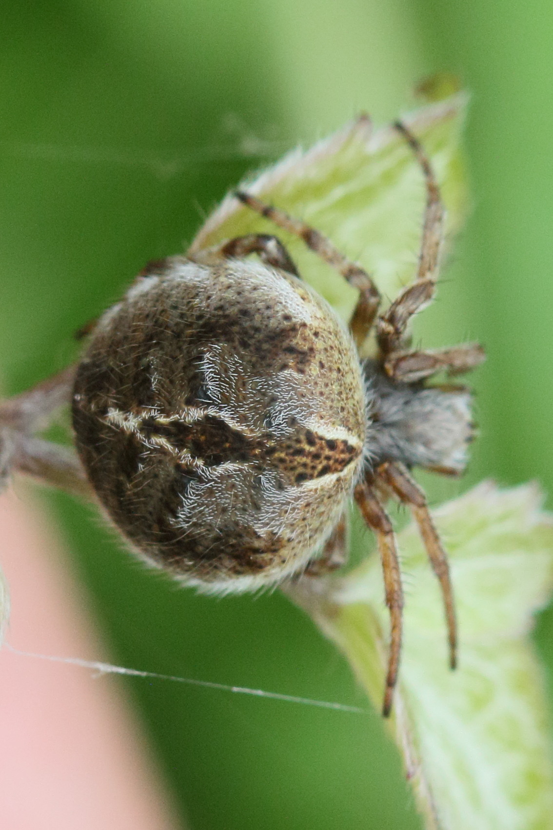 Afficher le média agalenatea_redii4md agalenatea_redii4md