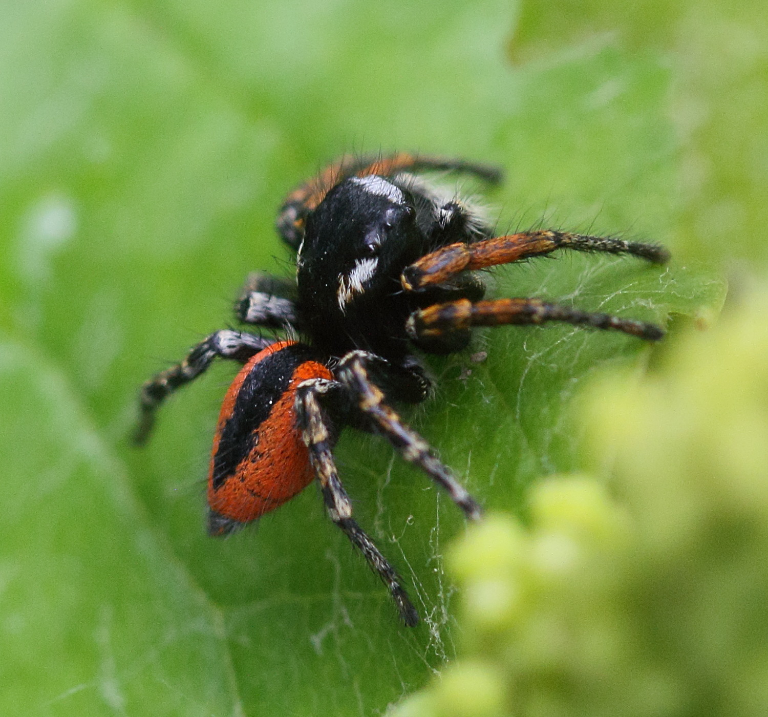 philaeus_chrysops6md