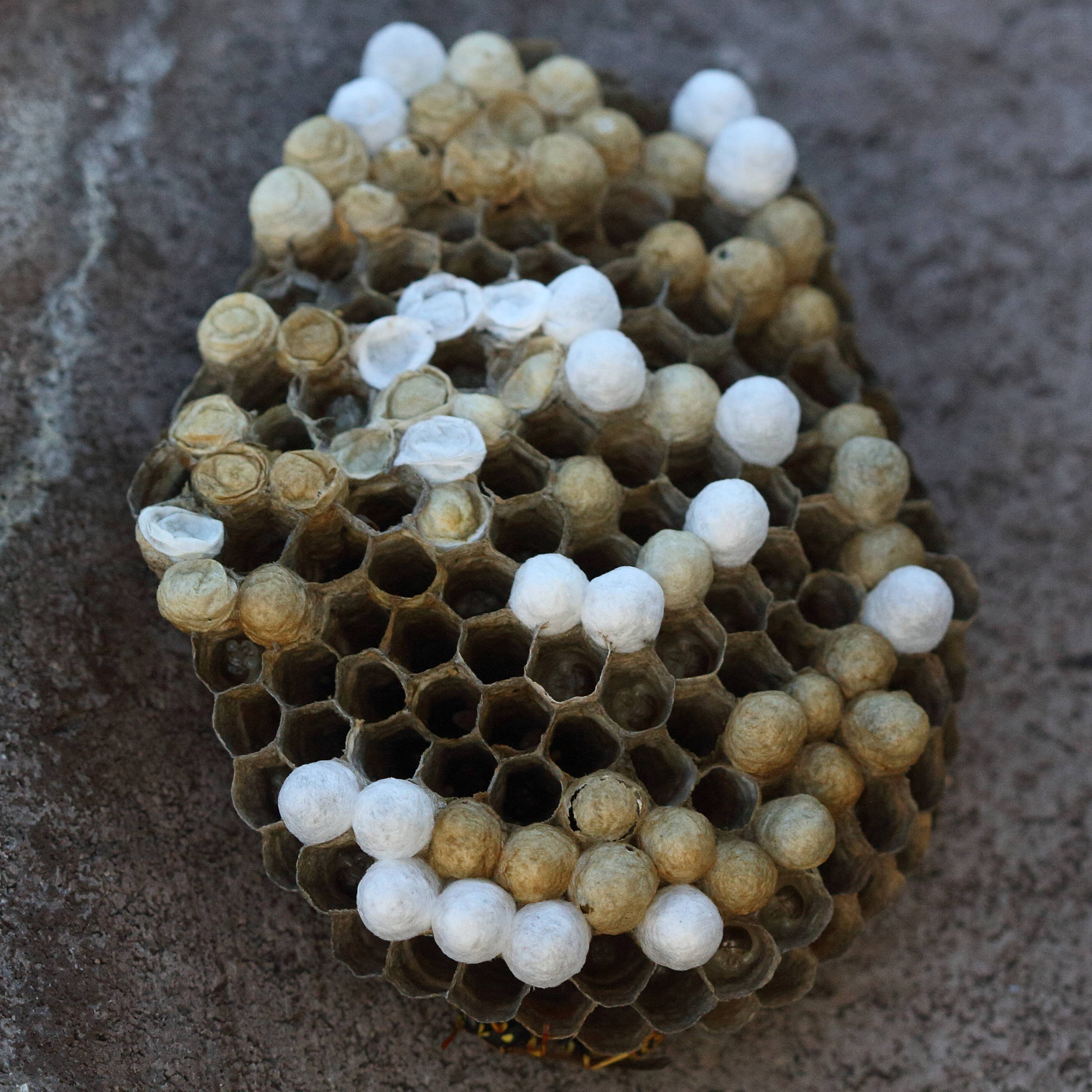 polistes_dominula12md