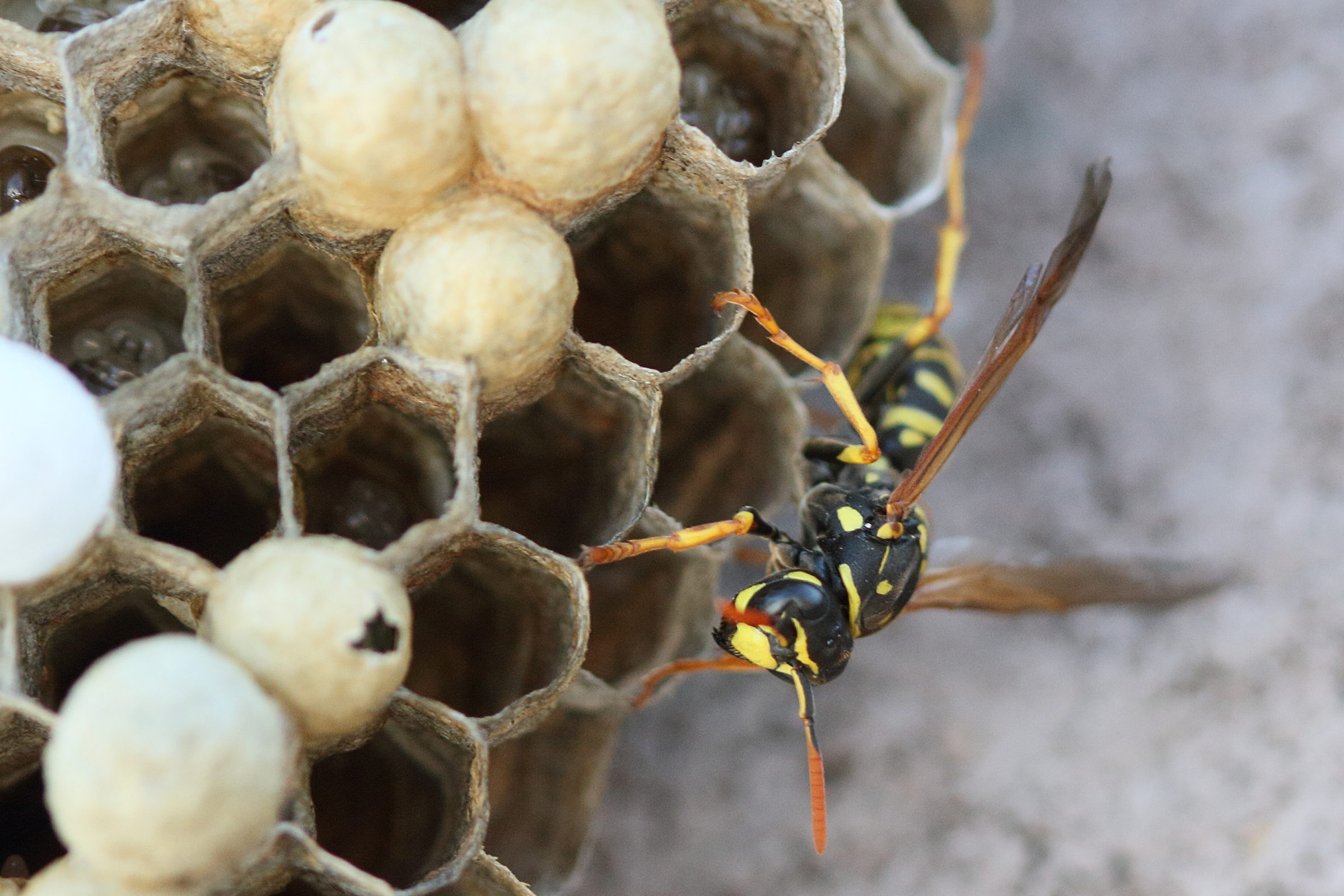 polistes_dominula13md