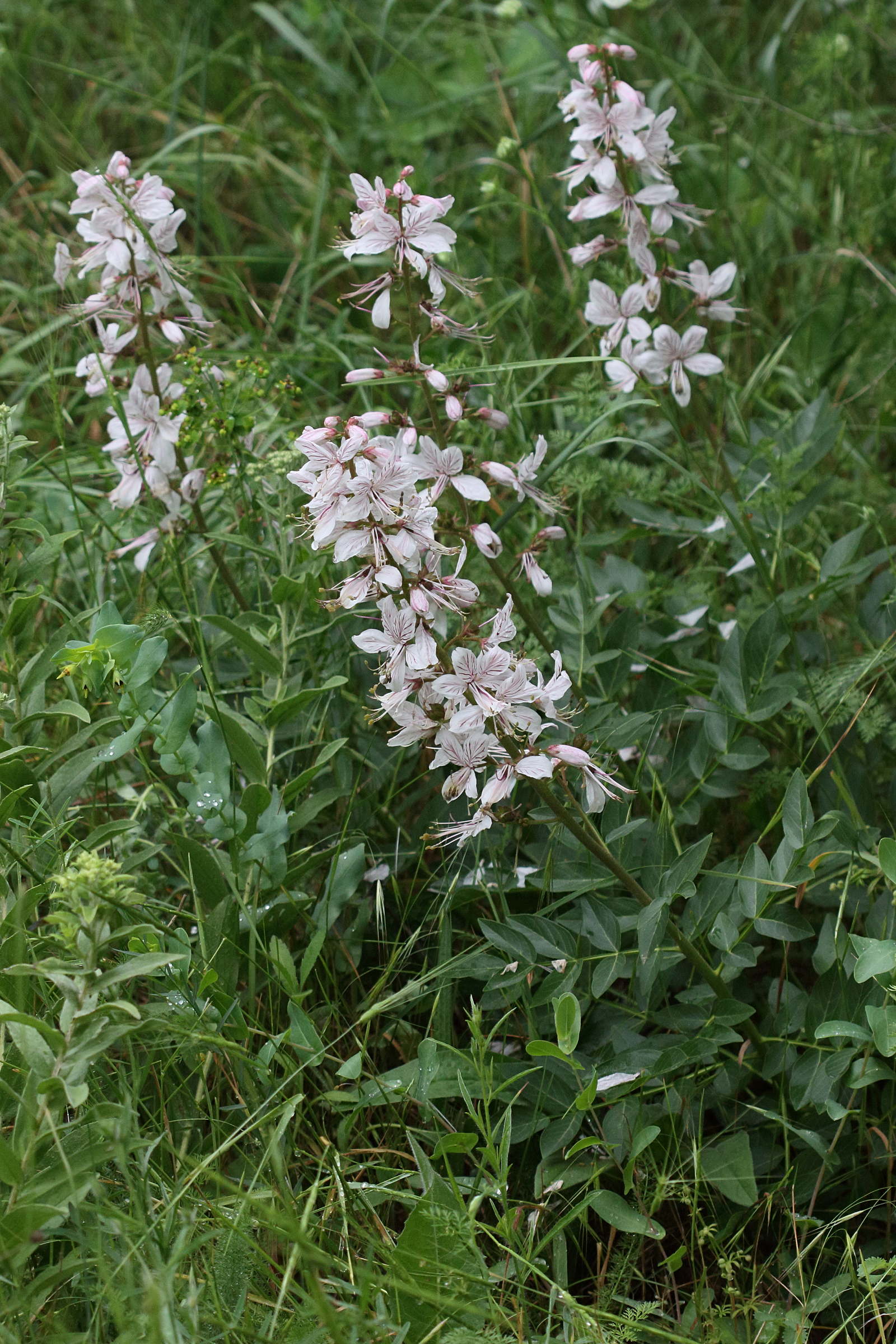 Afficher le média dictamnus_albus3mdmd dictamnus_albus3mdmd