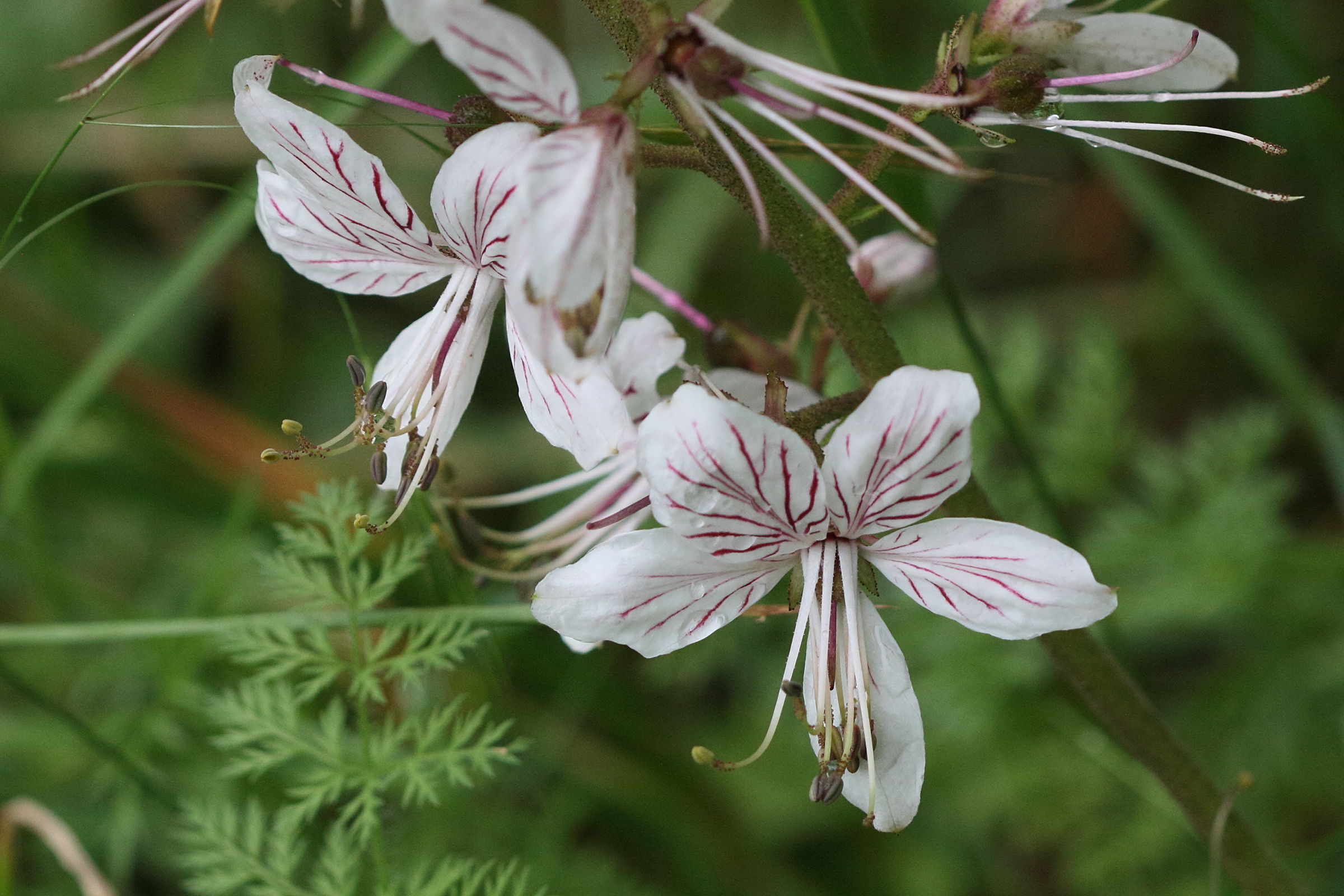 Afficher le média dictamnus_albus4md dictamnus_albus4md