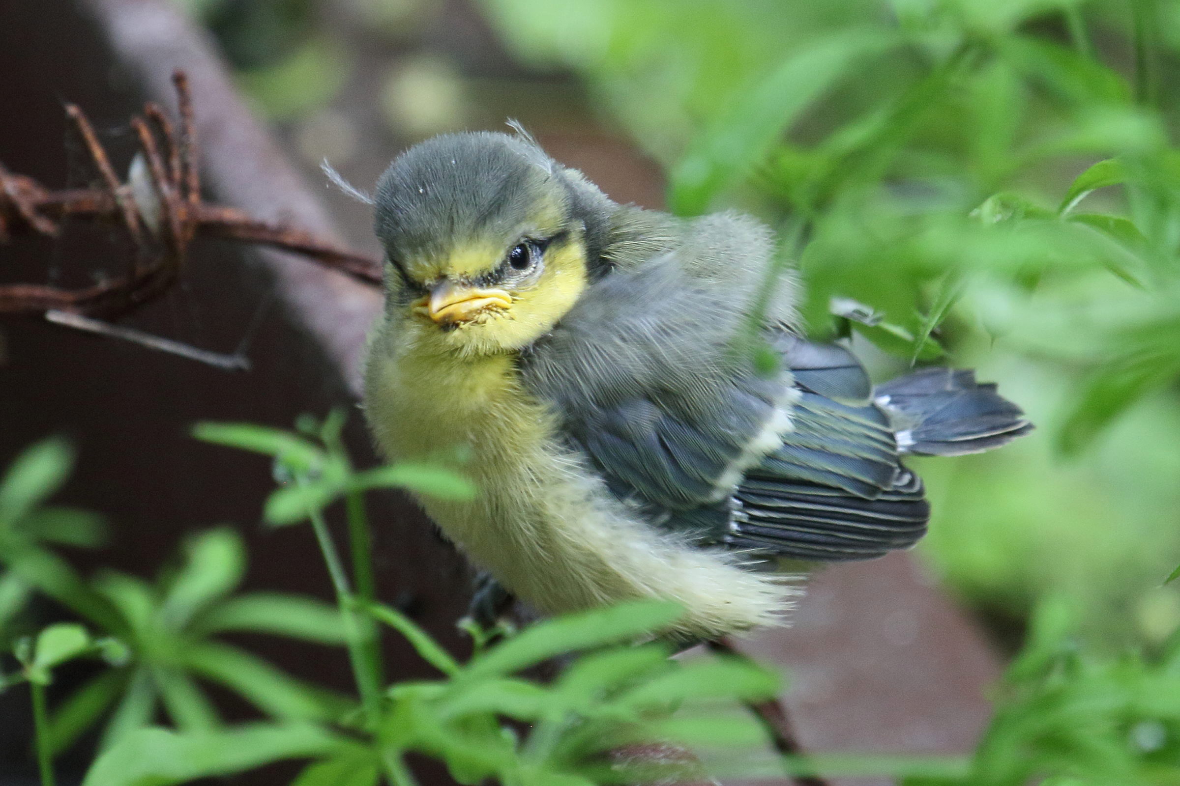 cyanistes_caeruleus5bd