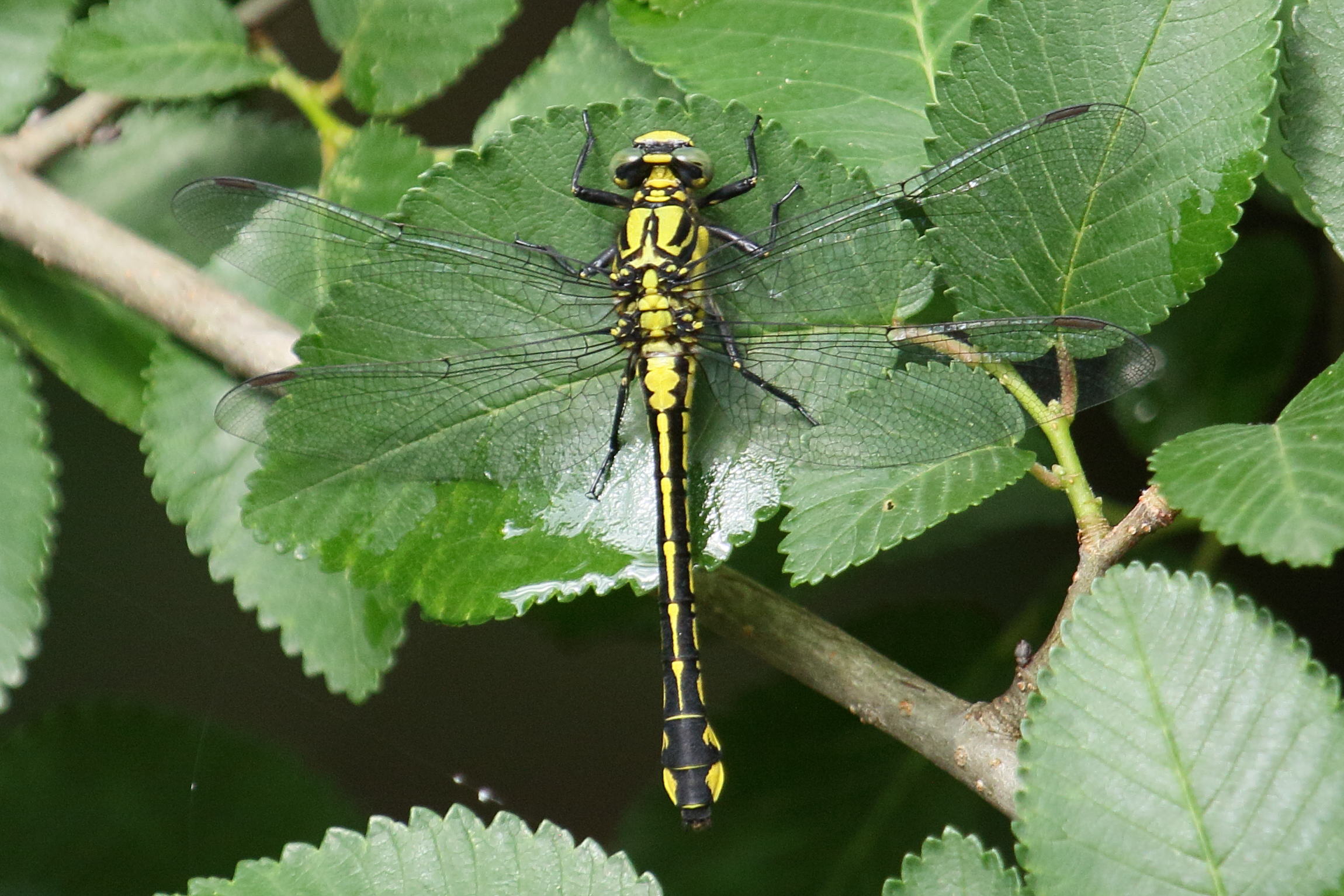 gomphus_vulgatissimus1bd