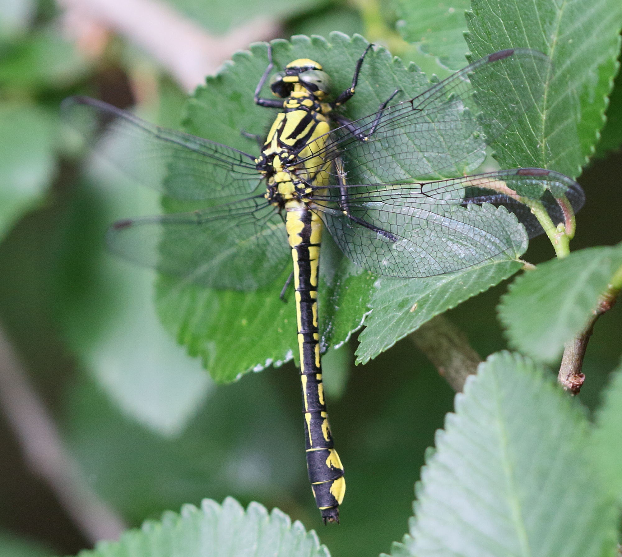 gomphus_vulgatissimus2md