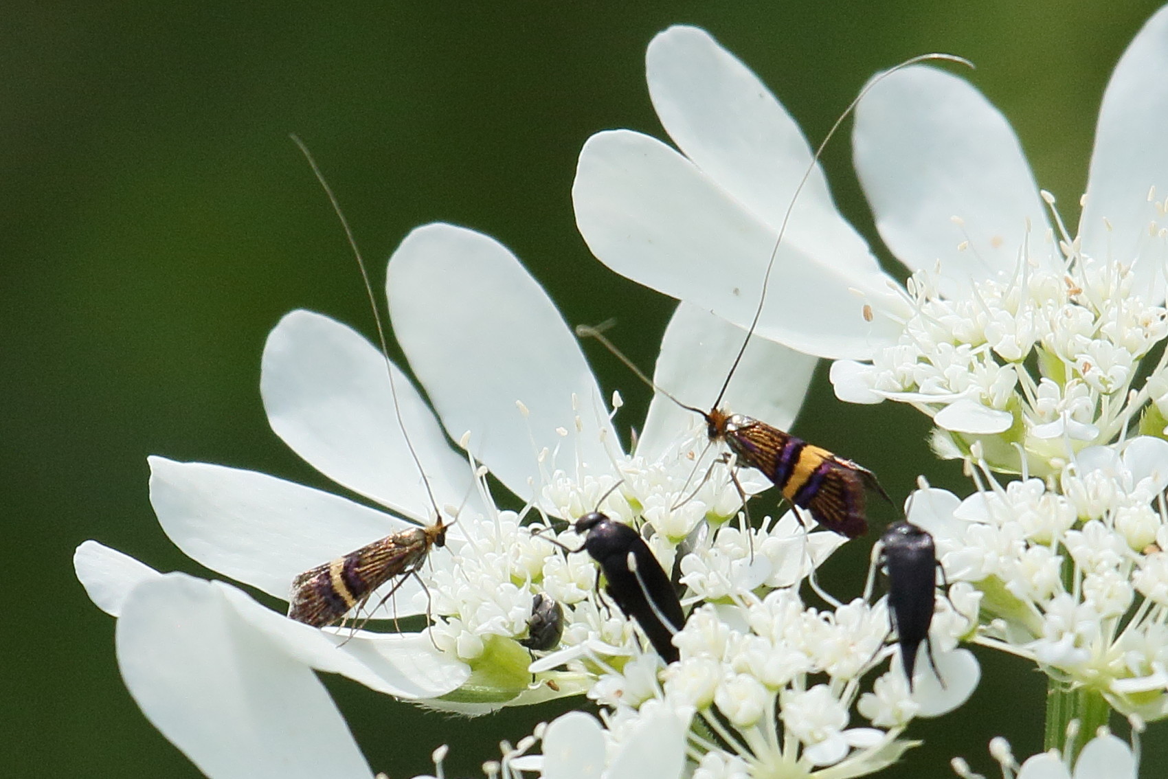 nemophora_degeerella4bd
