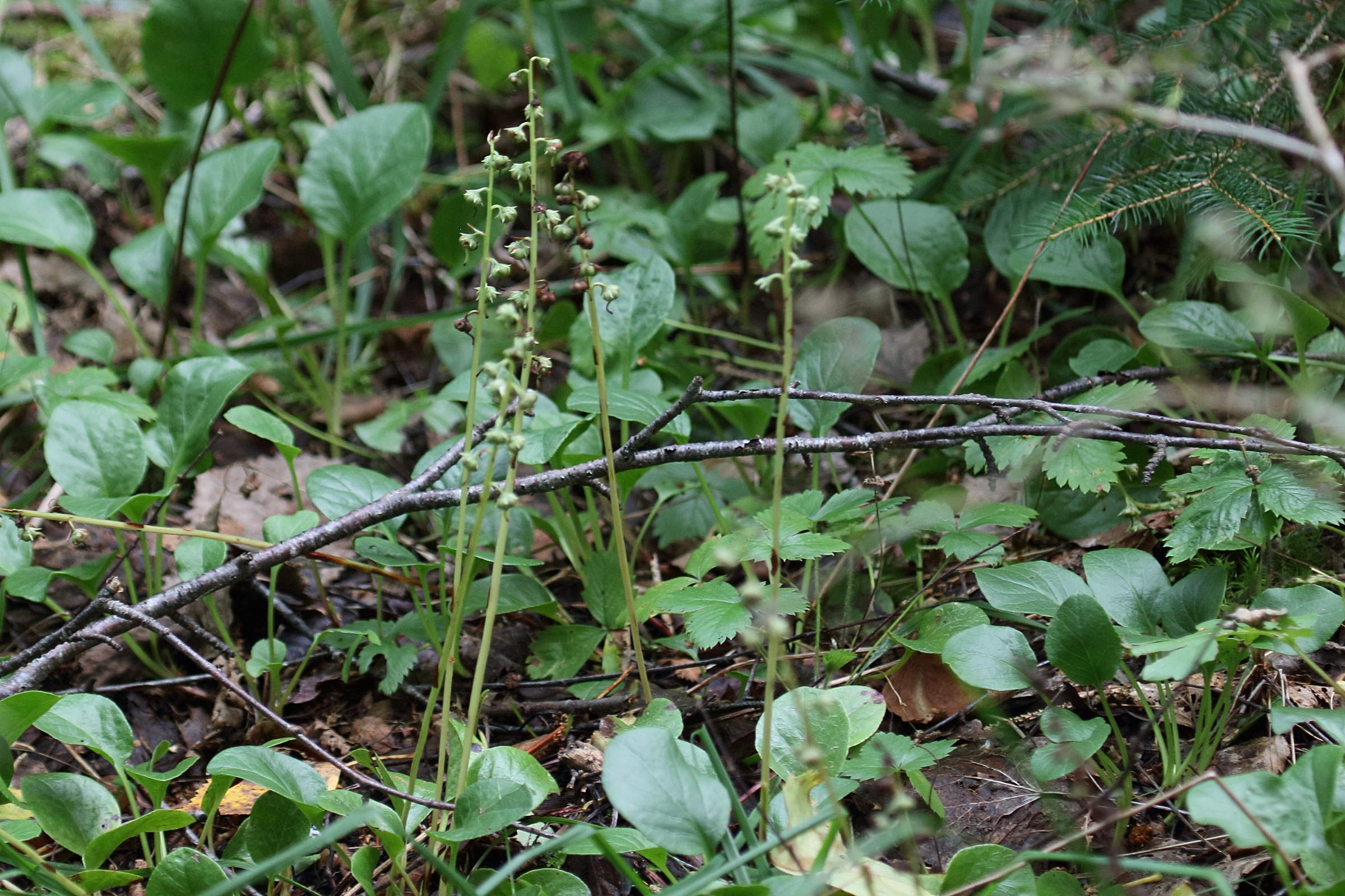 Afficher le média pyrola_rotundifolia_rotundifolia1bd pyrola_rotundifolia_rotundifolia1bd