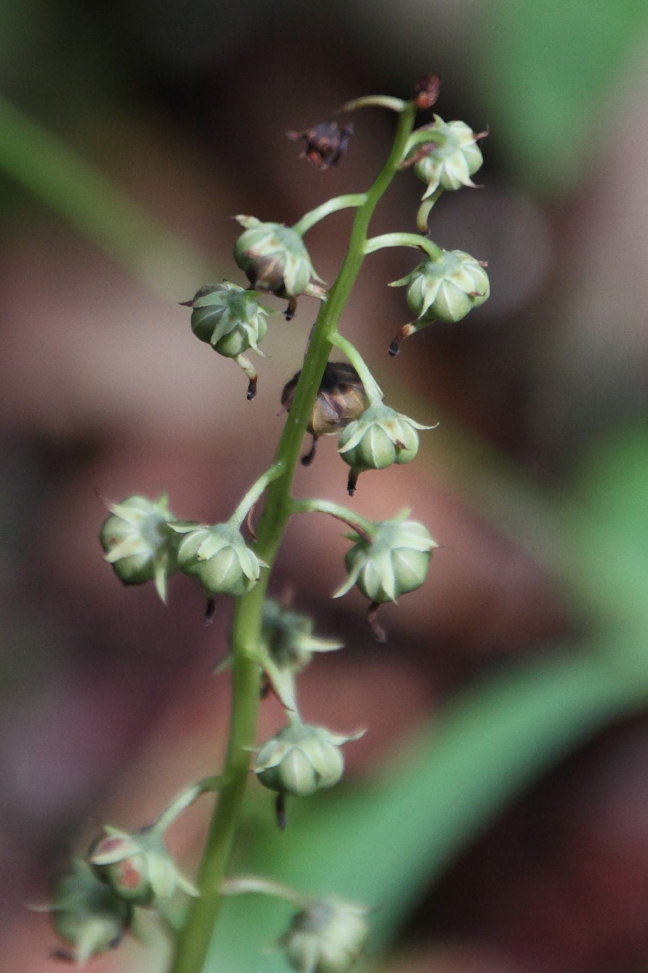 Afficher le média pyrola_rotundifolia_rotundifolia2md pyrola_rotundifolia_rotundifolia2md