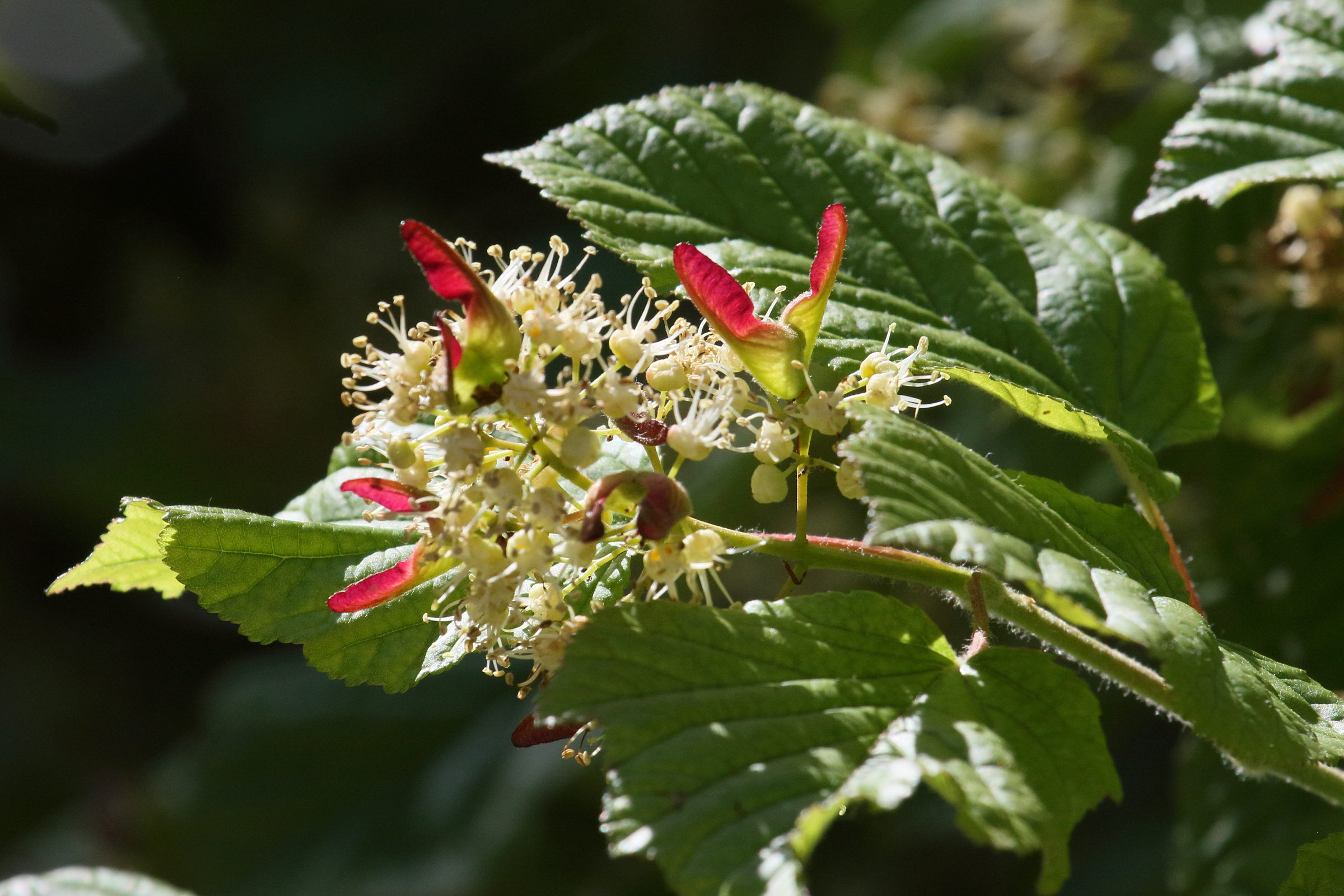 Afficher le média acer_tataricum9bd acer_tataricum9bd