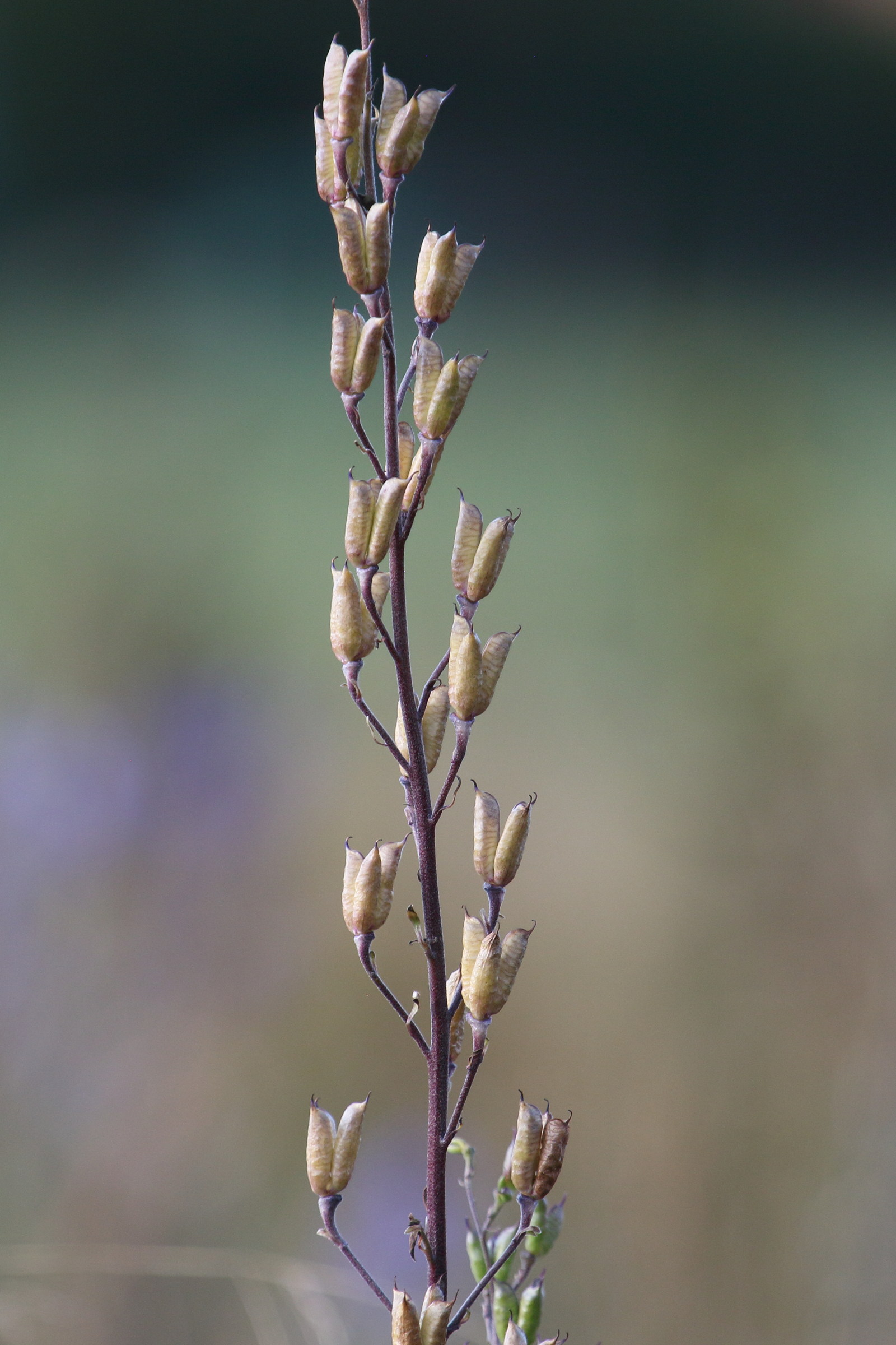 Afficher le média aconitum_napellus9bd aconitum_napellus9bd