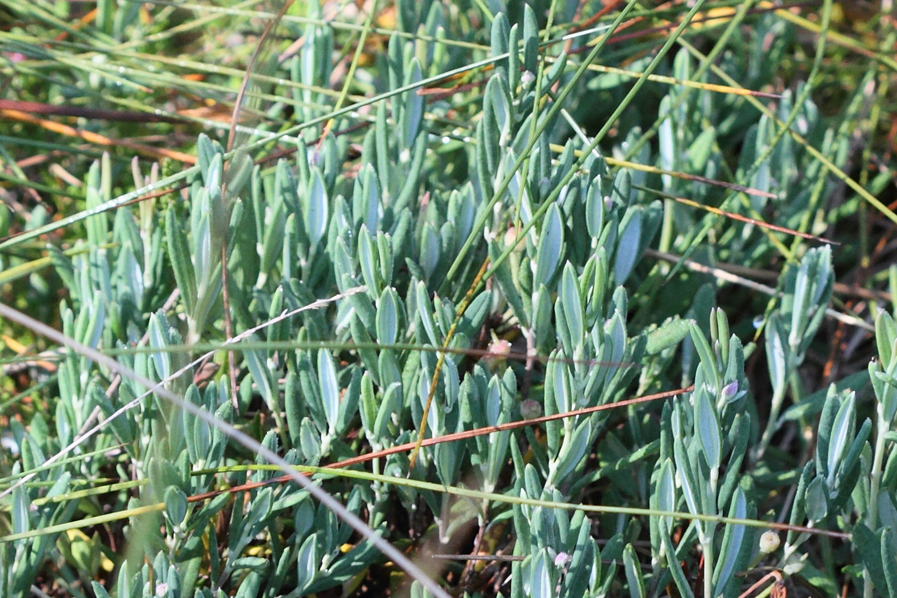 Afficher le média andromeda_polifolia3md andromeda_polifolia3md