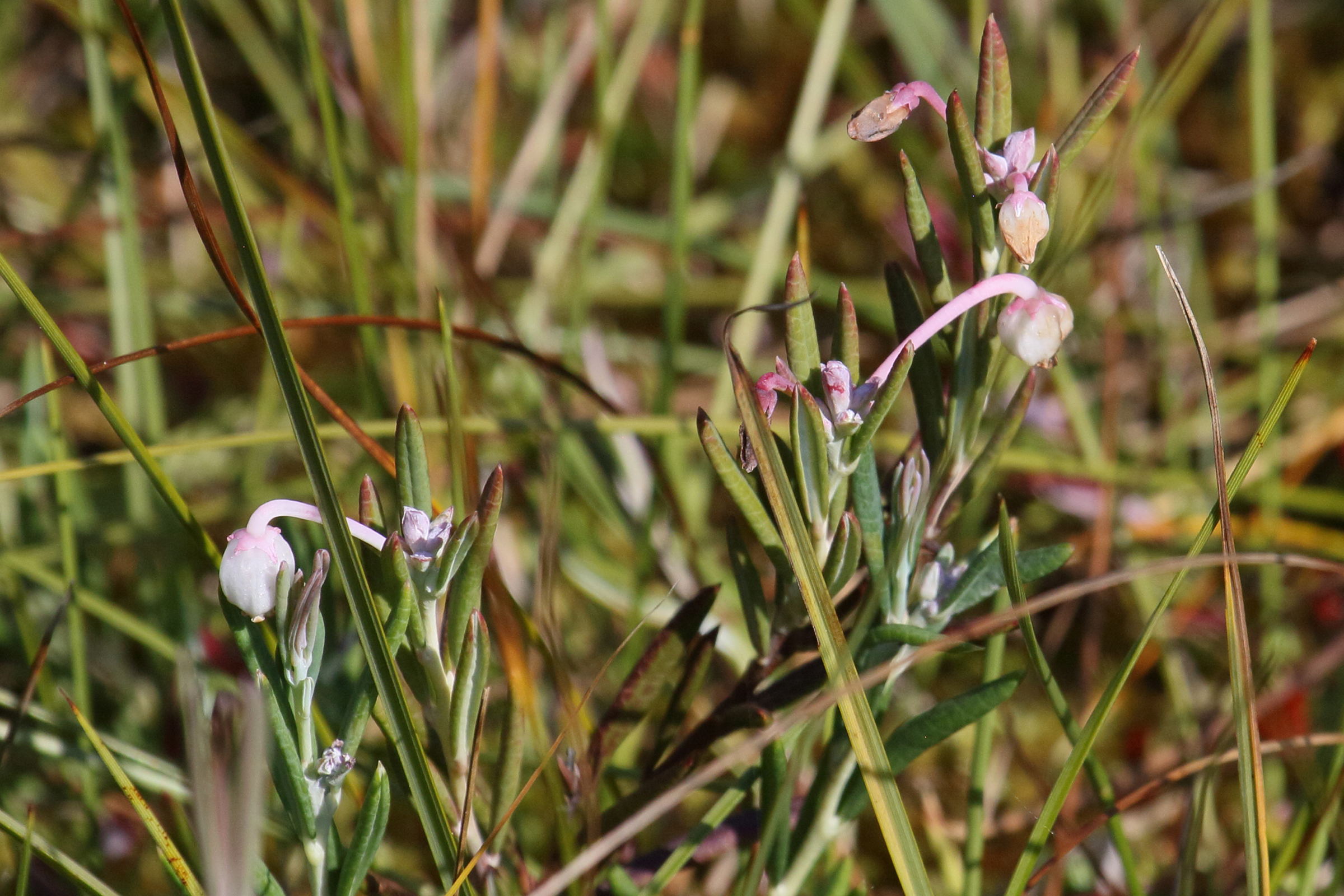 Afficher le média andromeda_polifolia4bd andromeda_polifolia4bd