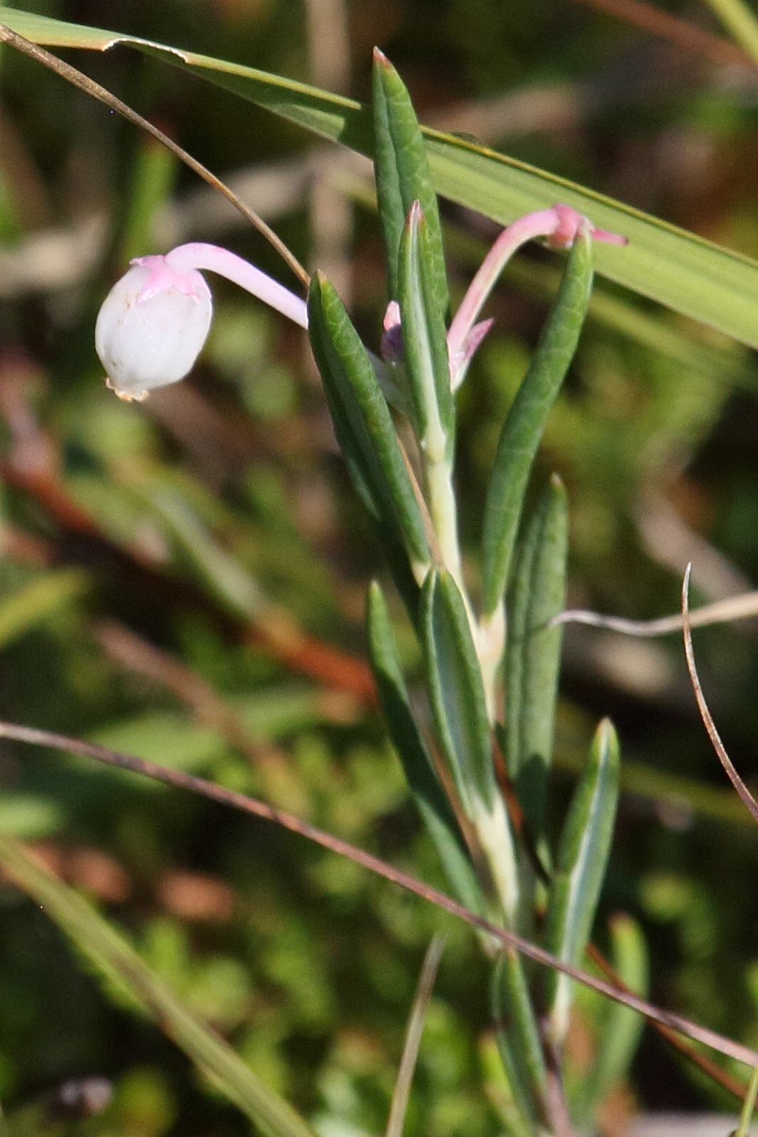 Afficher le média andromeda_polifolia5bd andromeda_polifolia5bd