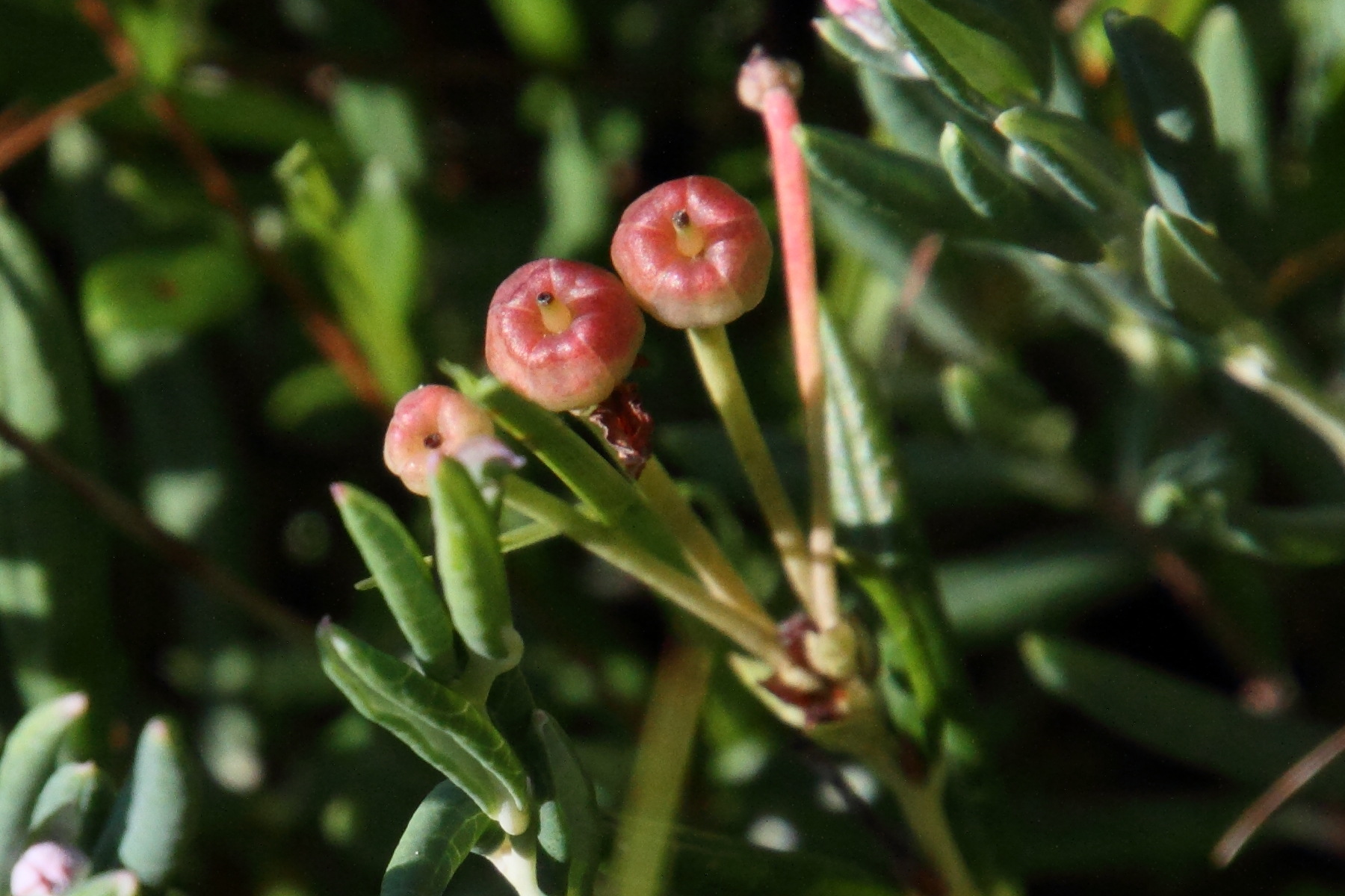 Afficher le média andromeda_polifolia6md andromeda_polifolia6md