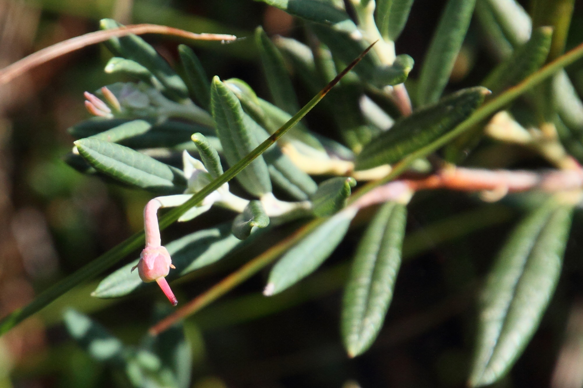 Afficher le média andromeda_polifolia7md andromeda_polifolia7md