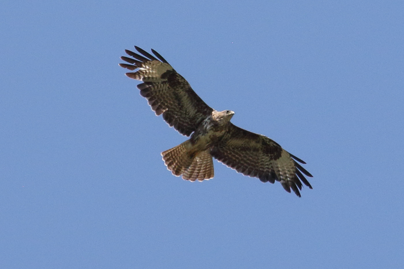 buse_variable_-_buteo_buteo7bd
