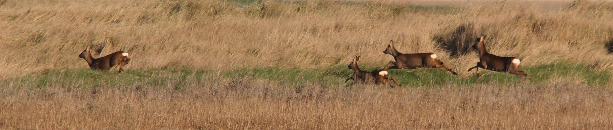 capreolus_capreolus8md