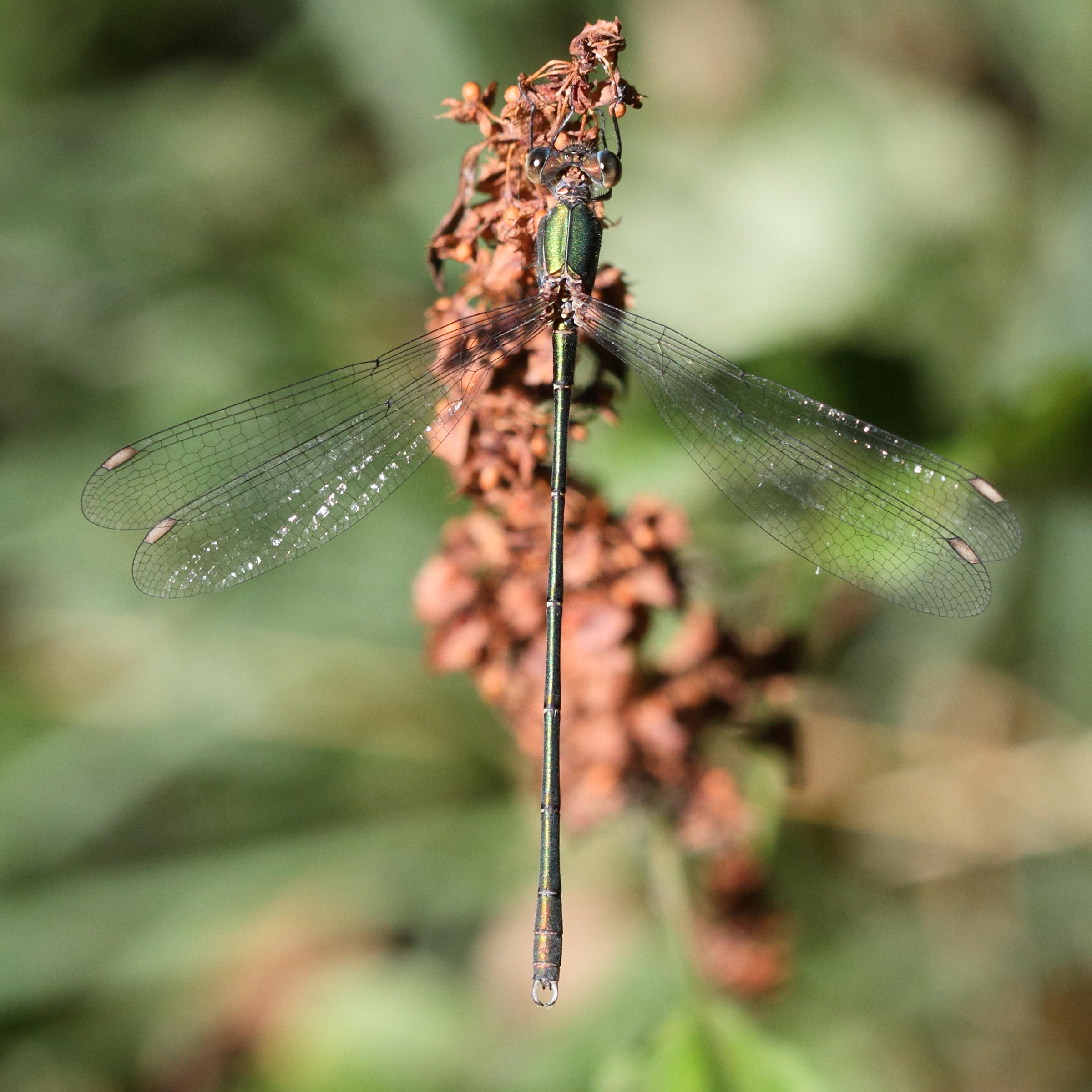 chalcolestes_viridis5md