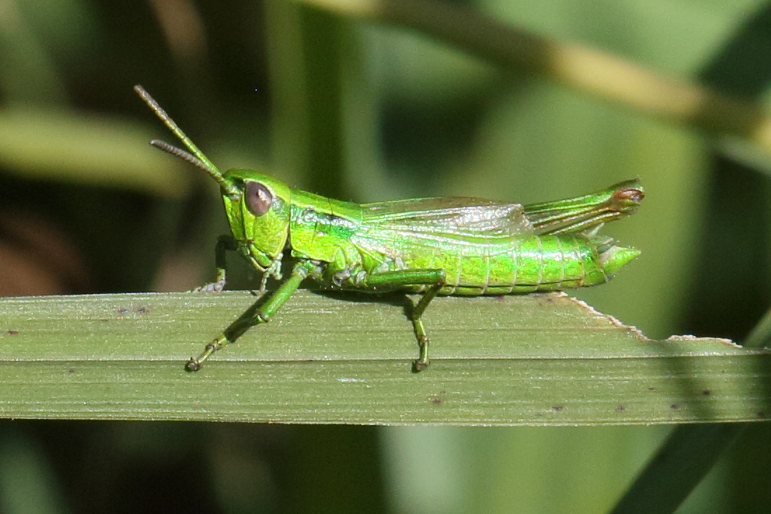 chrysochraon_dispar8bd