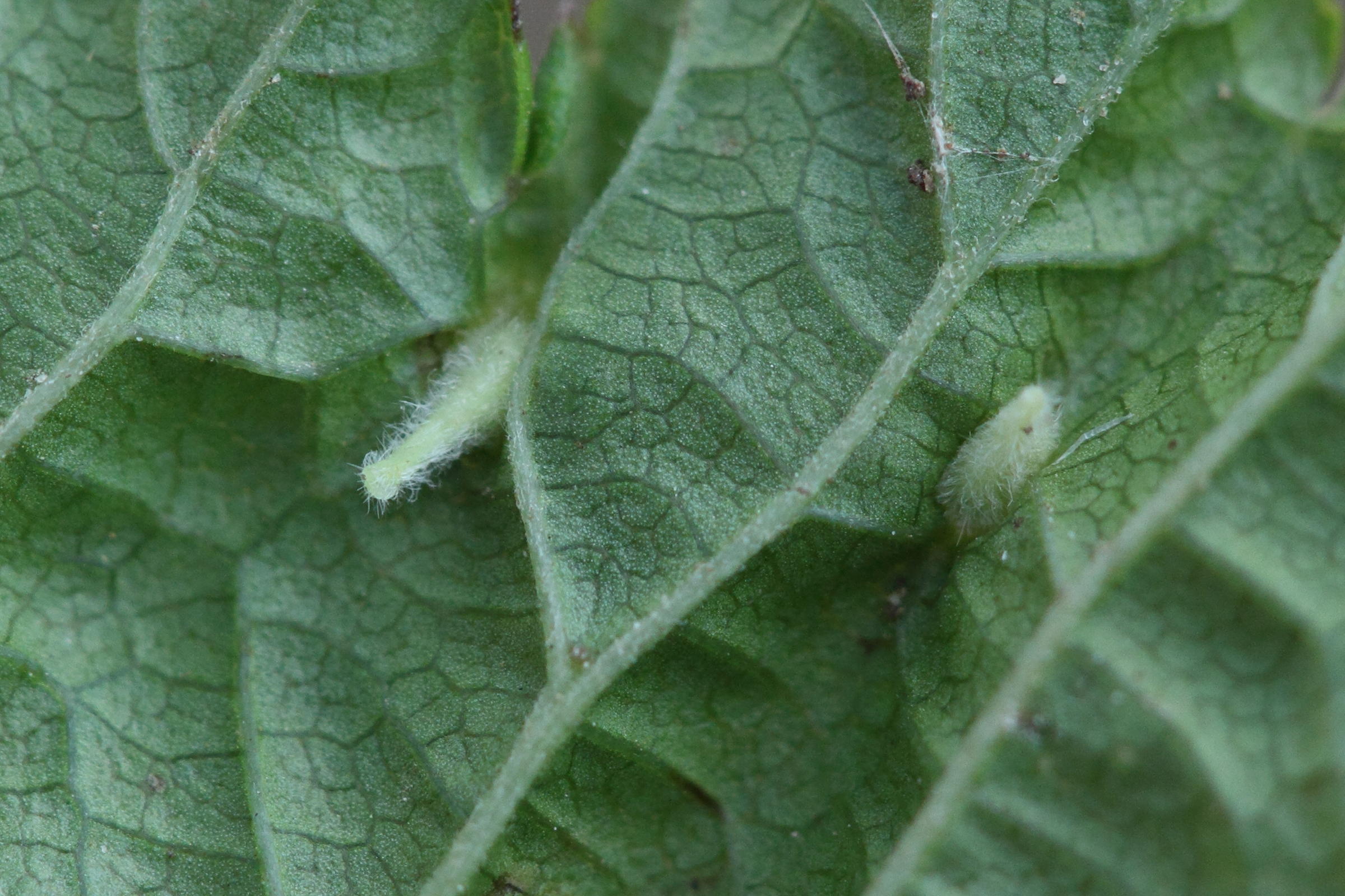 dasineura_ulmaria_galle5md