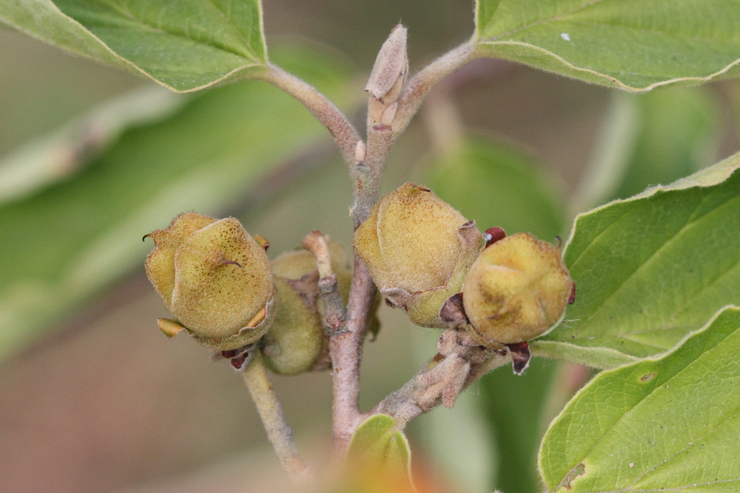 Afficher le média hamamelis_x_intermedia4md hamamelis_x_intermedia4md