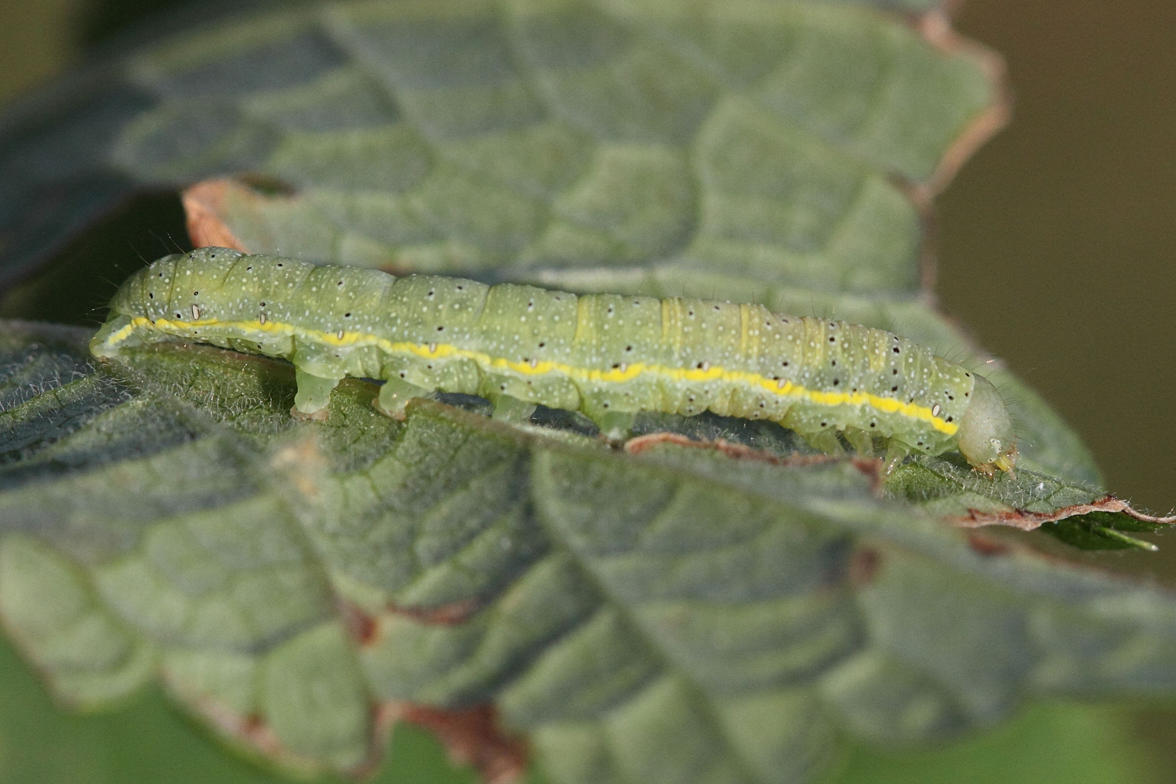 lacanobia_oleracea_ch5md