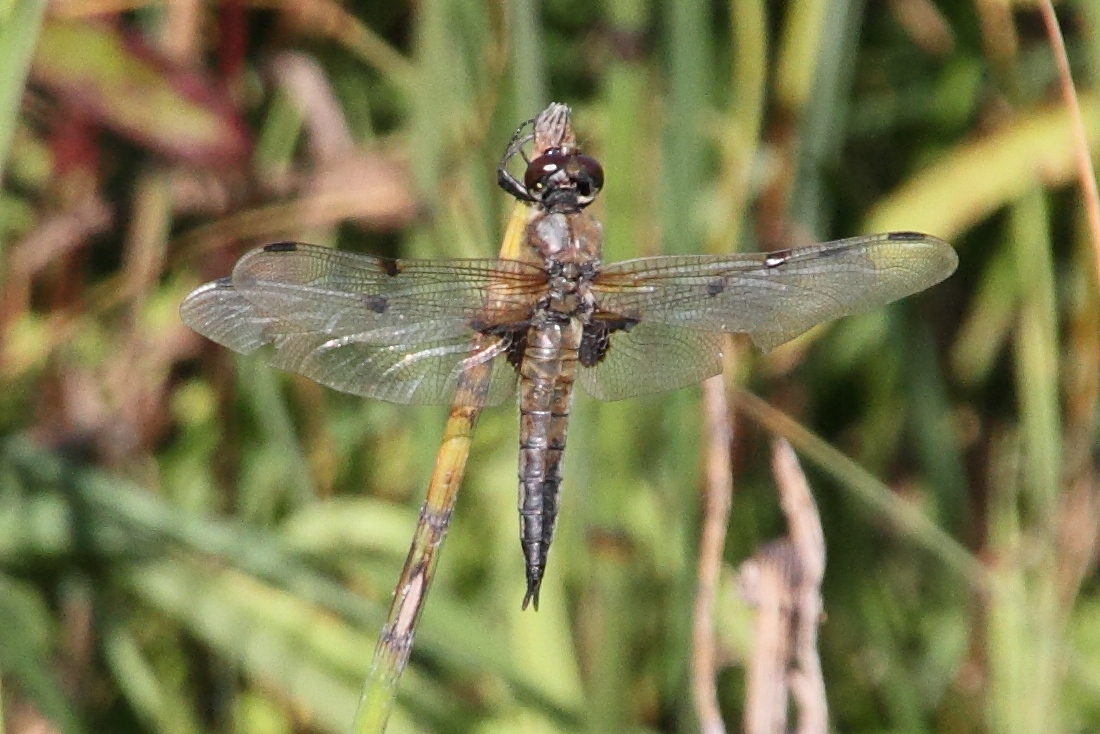 Afficher le média libellula_quadrimaculata7md libellula_quadrimaculata7md