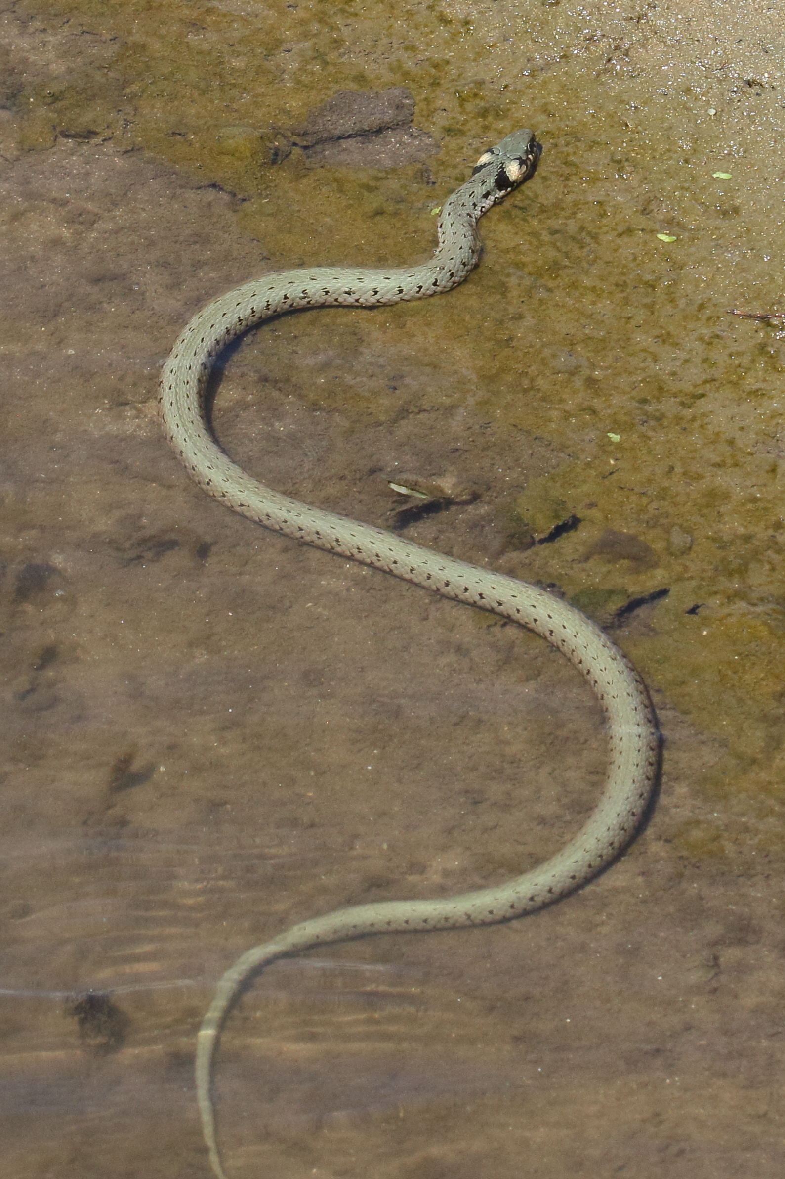 Afficher le média natrix_natrix5bd natrix_natrix5bd