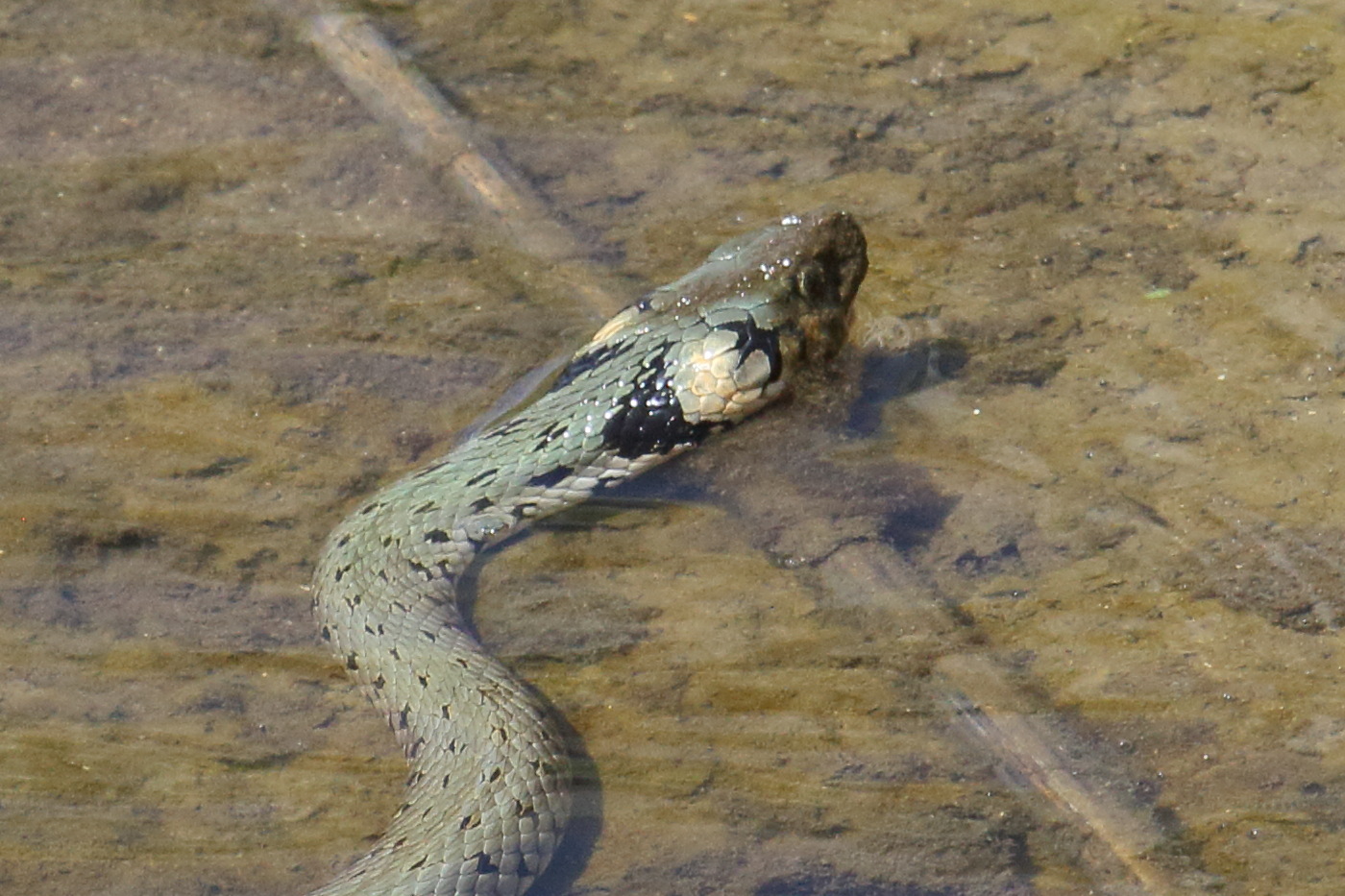 Afficher le média natrix_natrix6bd natrix_natrix6bd