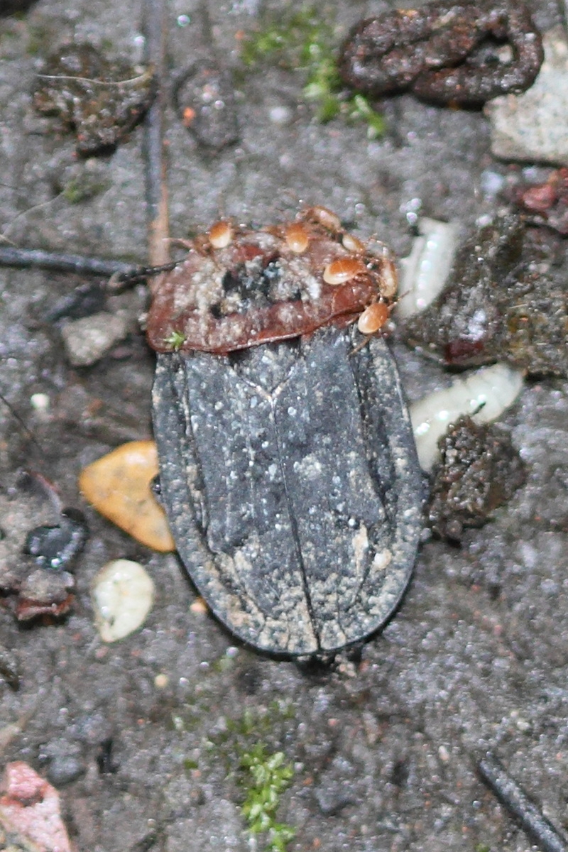 oiceoptoma_thoracicum2md