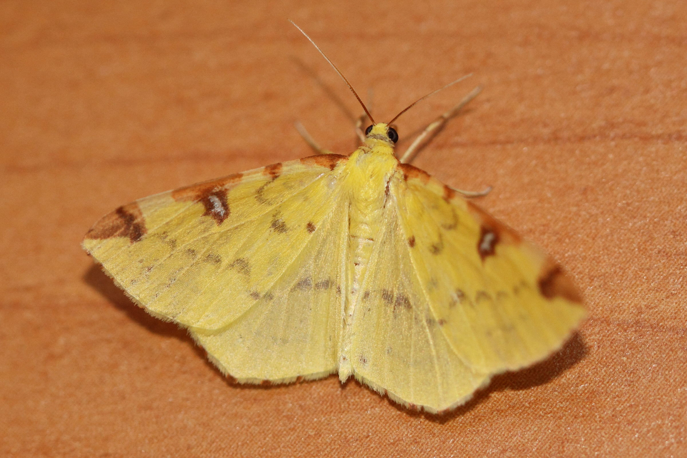 opisthograptis_luteolata3md