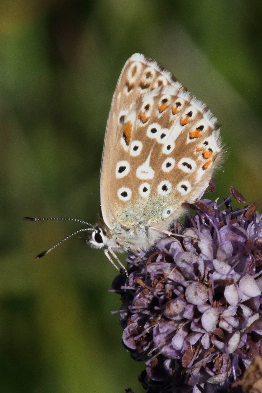 polyommatus_escheri3md