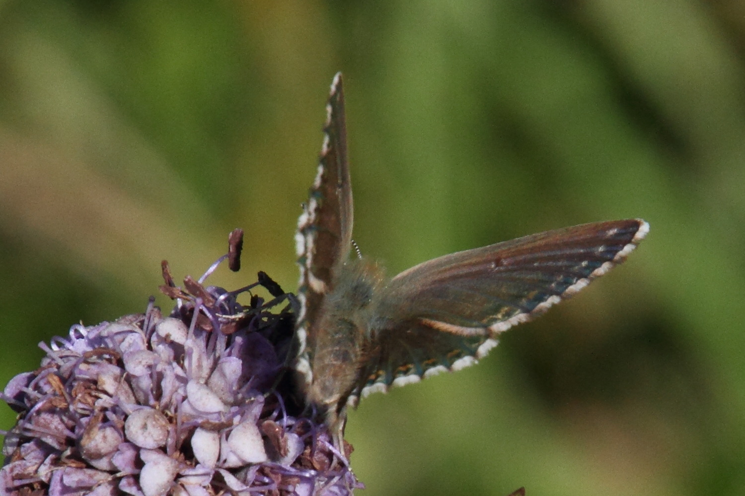 polyommatus_escheri4md