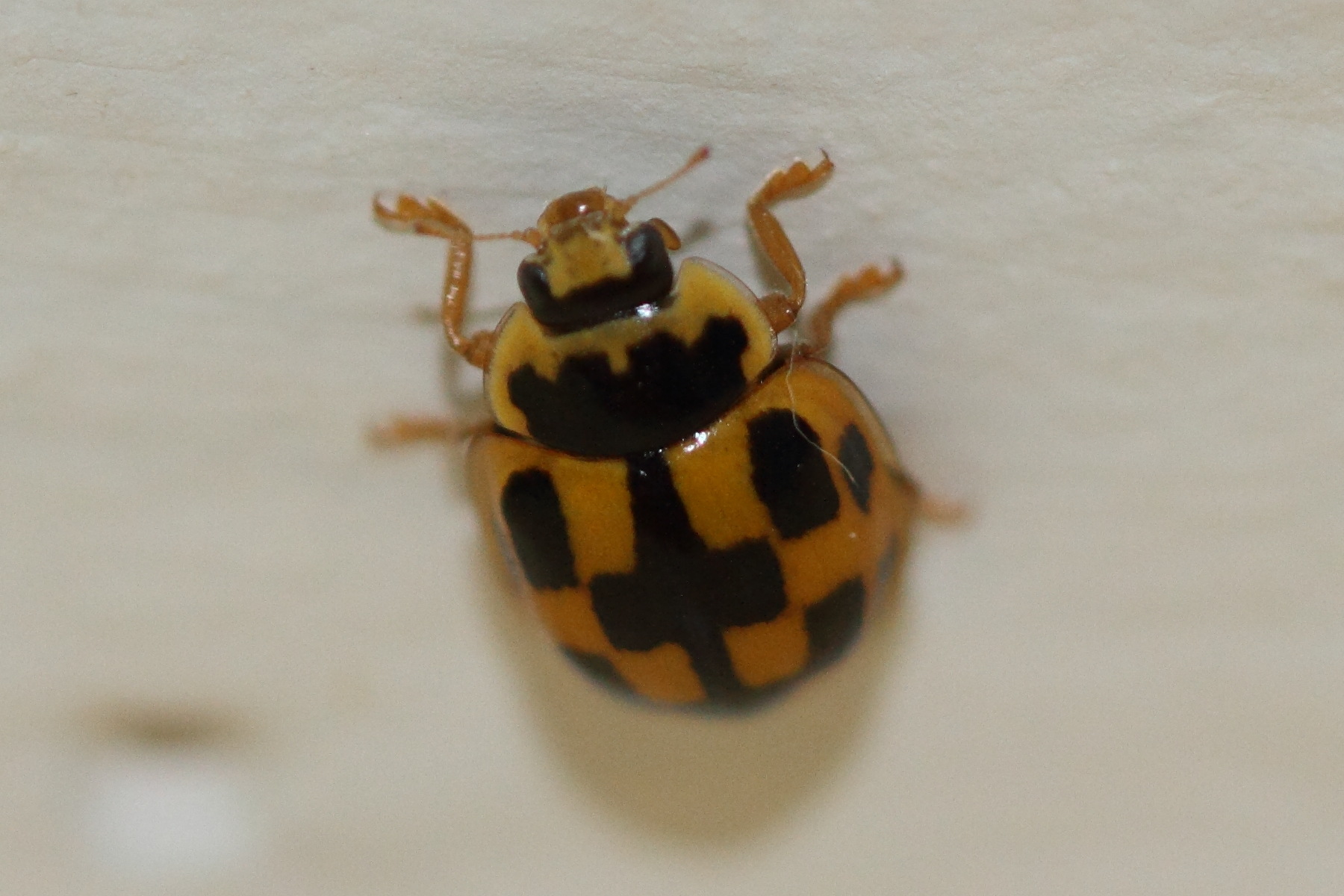 Afficher le média propylea_quatuordecimpunctata3md propylea_quatuordecimpunctata3md