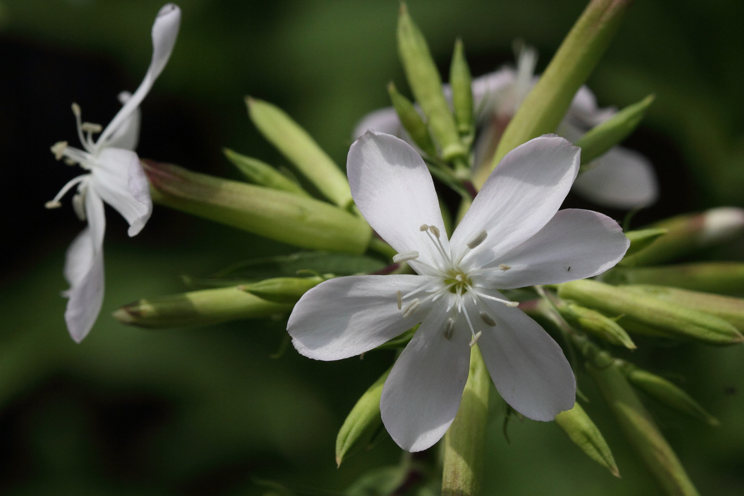 Afficher le média saponaria_officinalis5md saponaria_officinalis5md