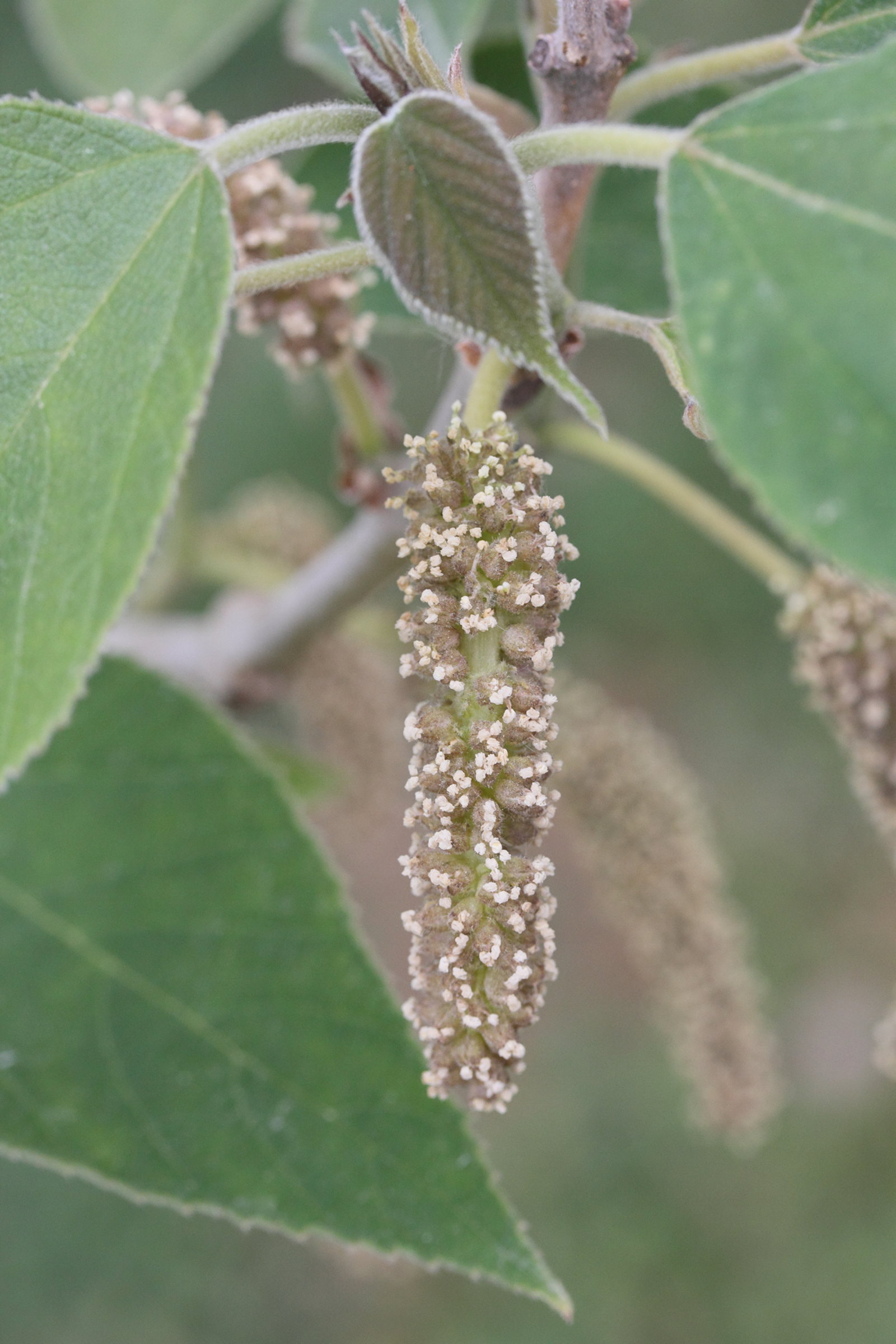 broussonetia_papyrifera10md