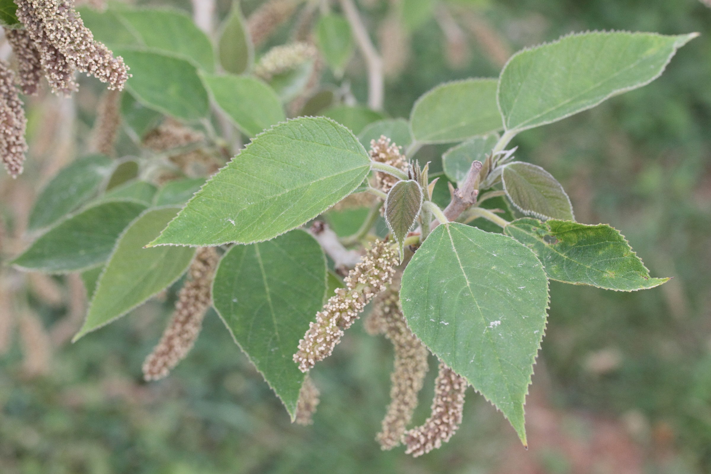 broussonetia_papyrifera9md