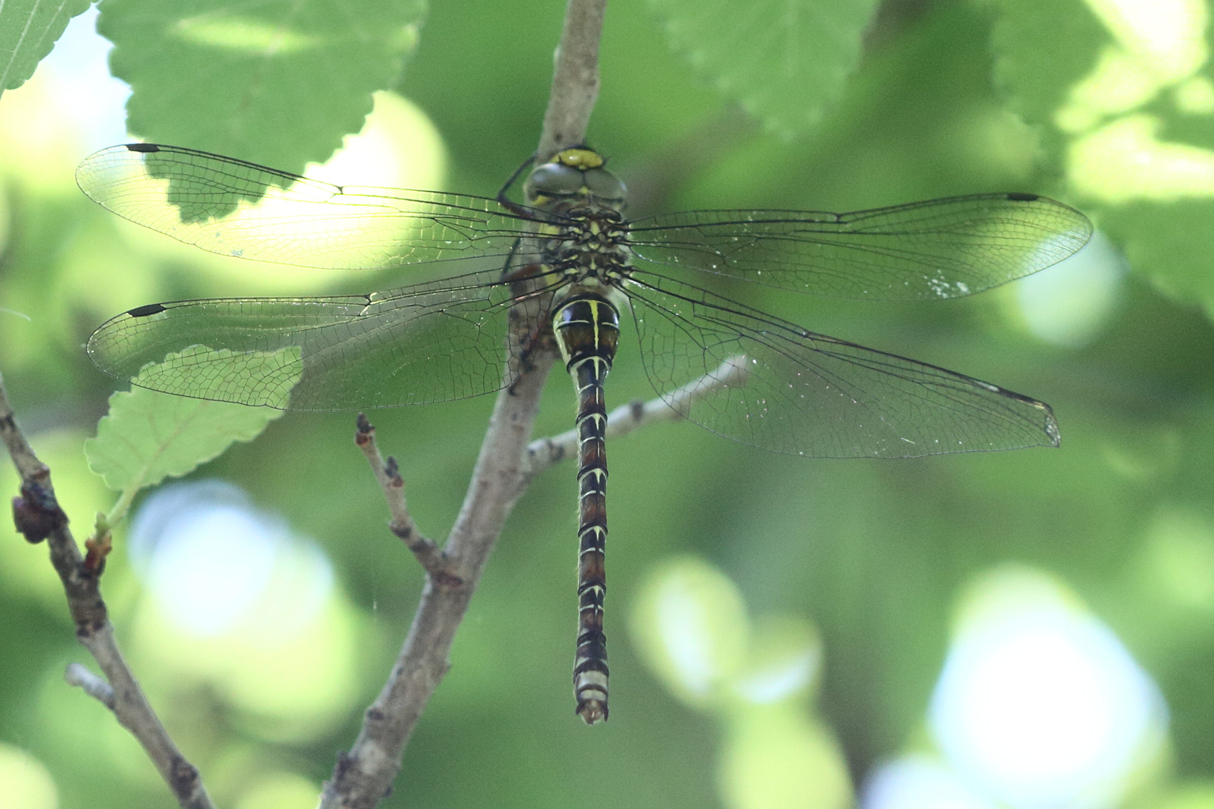 caliaeschna_microstigma1md